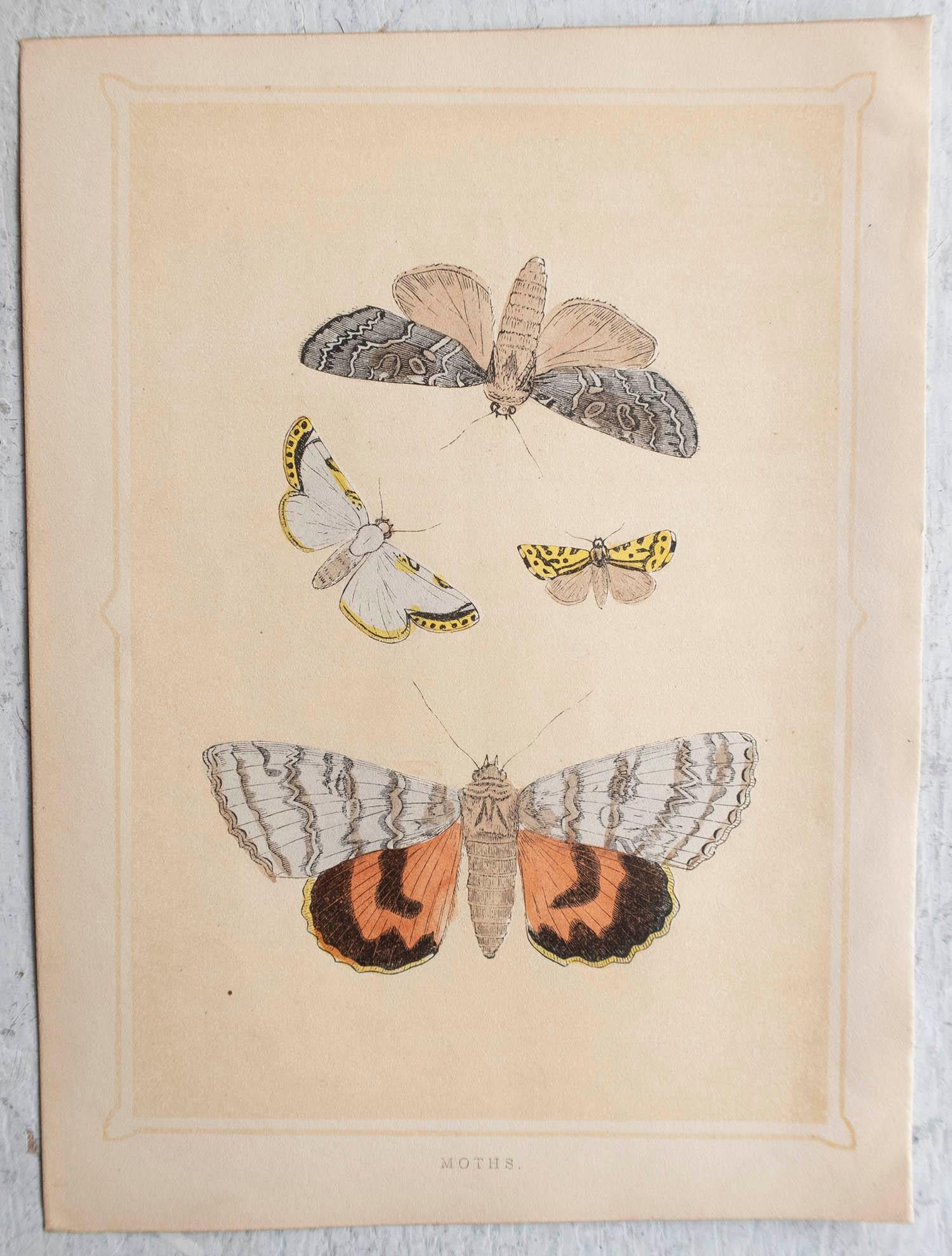 Victorian  Original Antique Print of Moths, circa 1850 For Sale