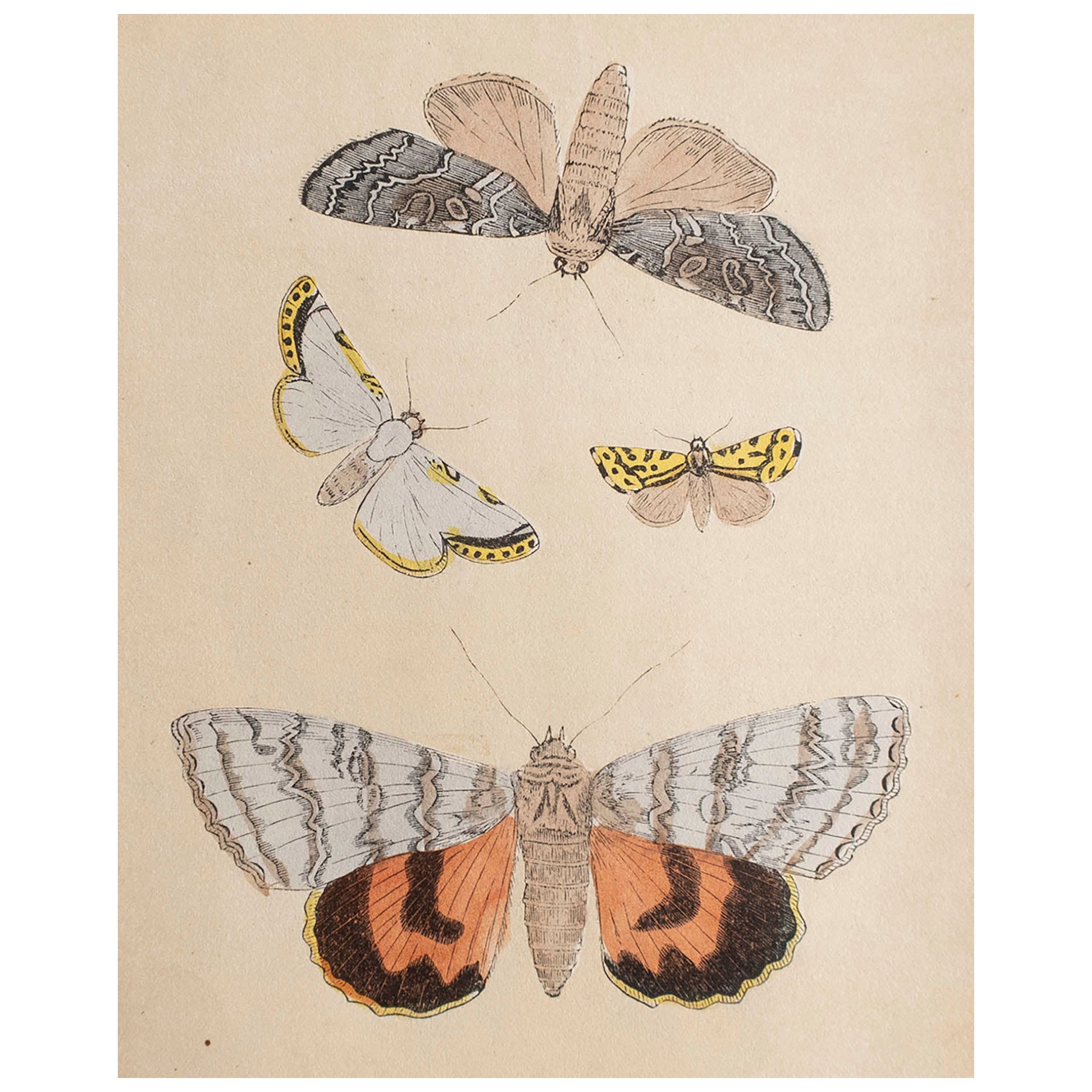 Original Antique Print of Moths, circa 1850