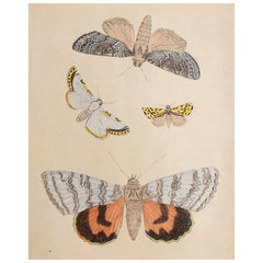 Original Antique Print of Moths, circa 1850