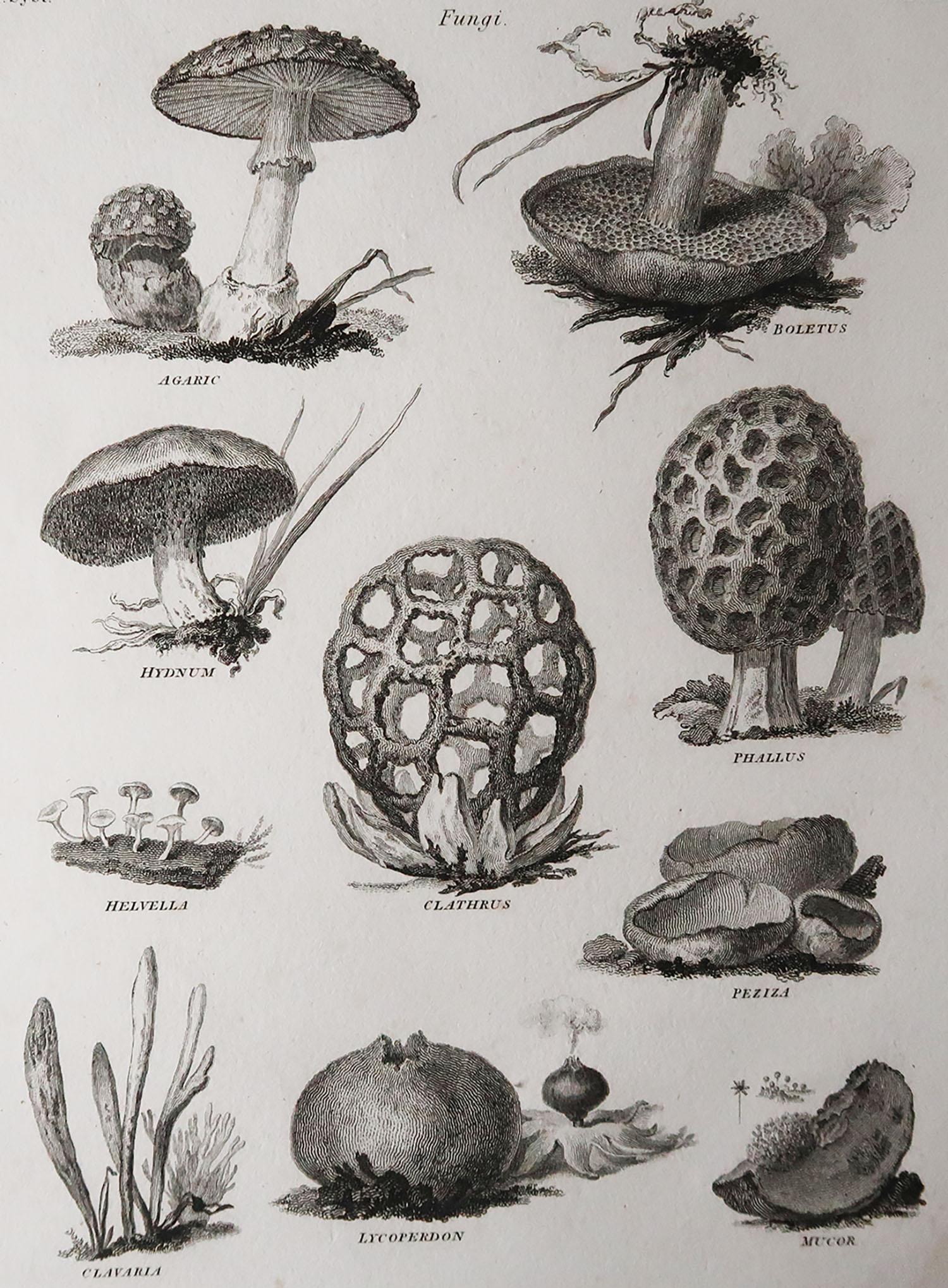 Great image of mushrooms

Copper-plate engraving

Published 1802

Unframed.
