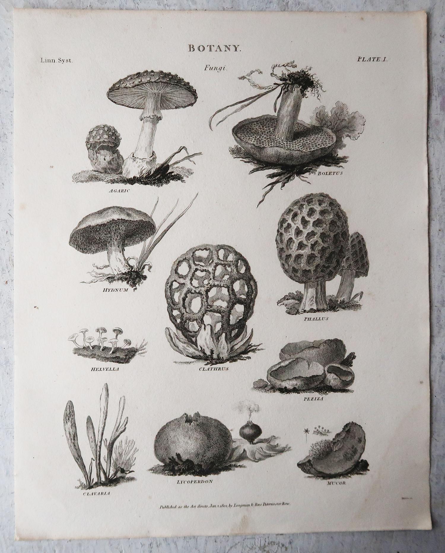 Georgian Original Antique Print of Mushrooms, Dated 1802