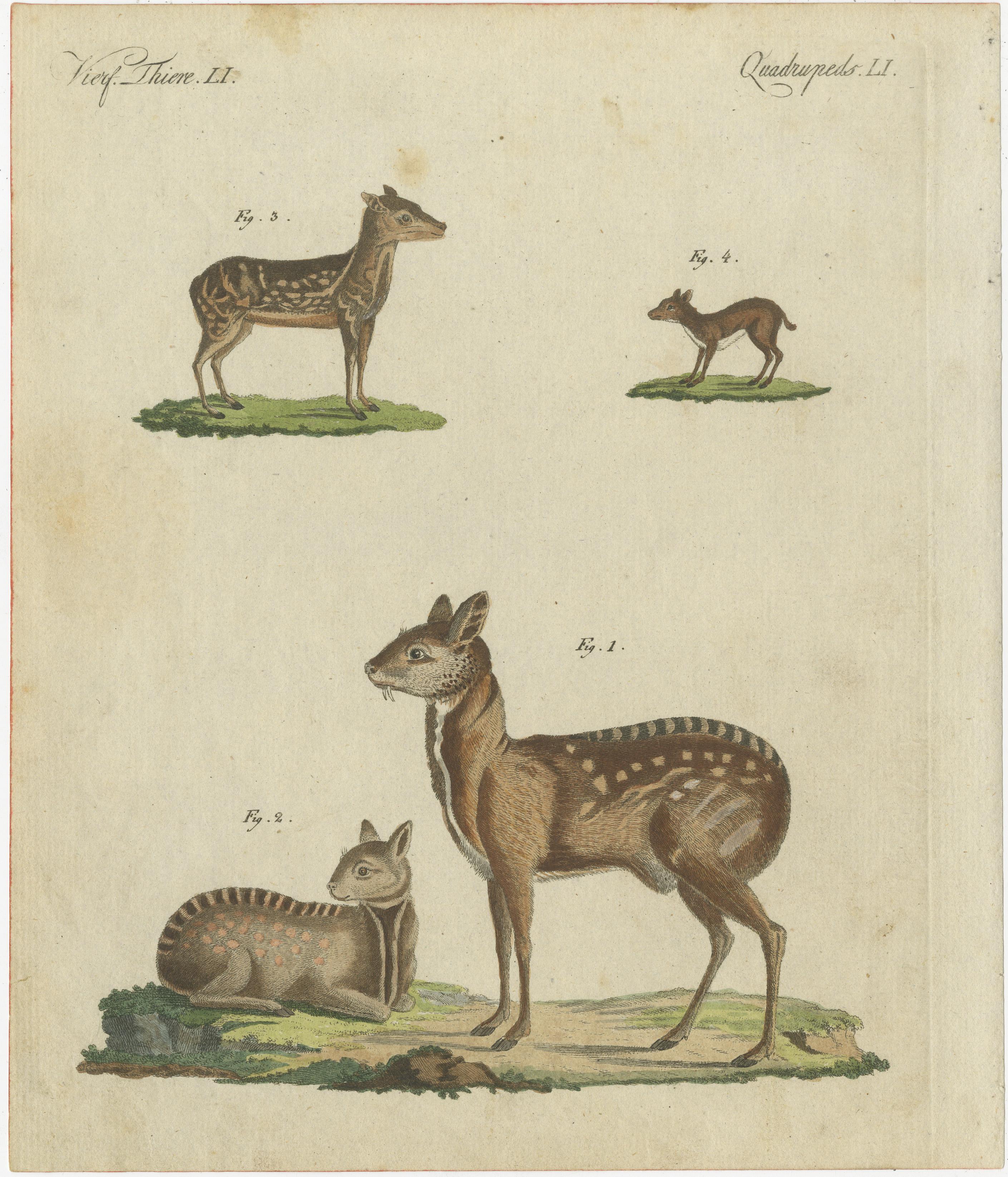 This original antique print shows the Siberian musk deer, Moschus moschiferus (male 1, female 2), Napu musk deer, Tragulus javanicus Moschus indicus 3, and royal antelope, Neotragus pygmaeus 4.

Originates from Bertuch's 'Bilderbuch für Kinder'.
