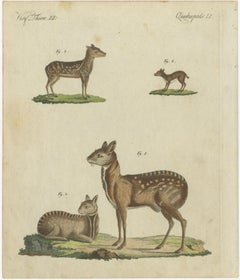 Original Antique Print of Musk Deer and an Antelope