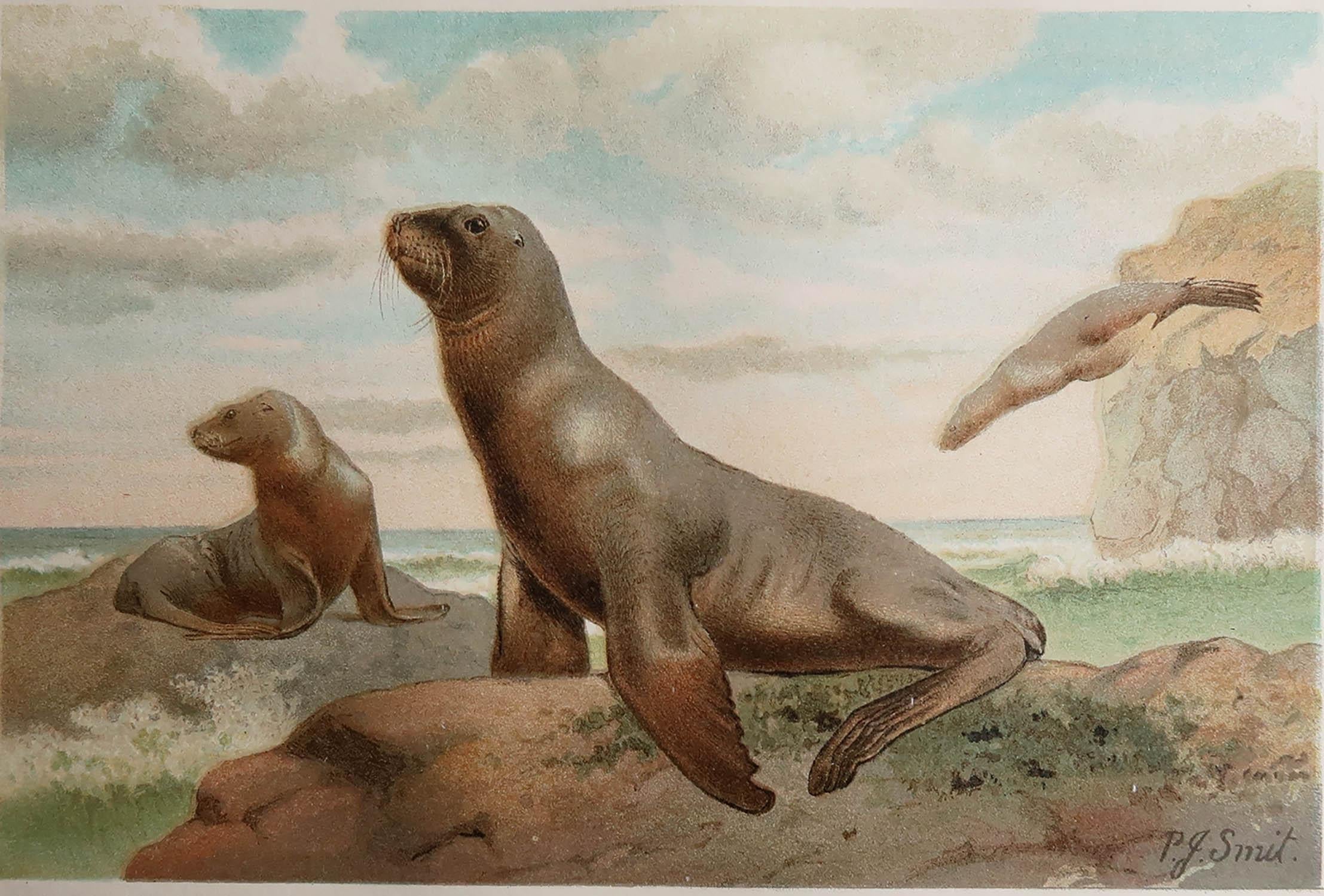 Great image of New Zealand Sea-Lions

Unframed. It gives you the option of perhaps making a set up using your own choice of frames.

Chromolithograph after the original artwork by P.J Smit

Published by F.Warne, C.1890

Free