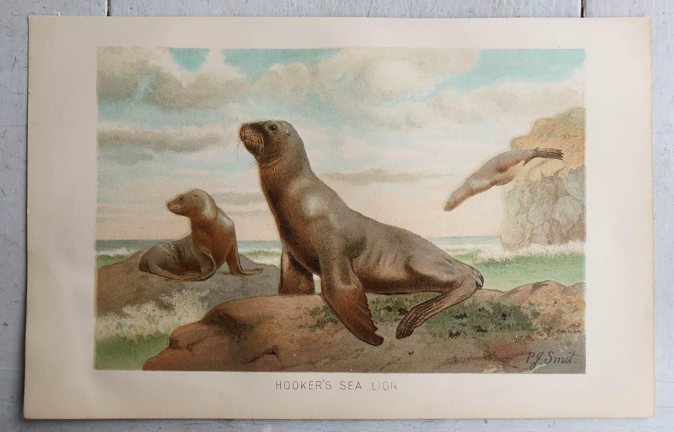 English Original Antique Print of New Zealand Sea-Lions, C.1890