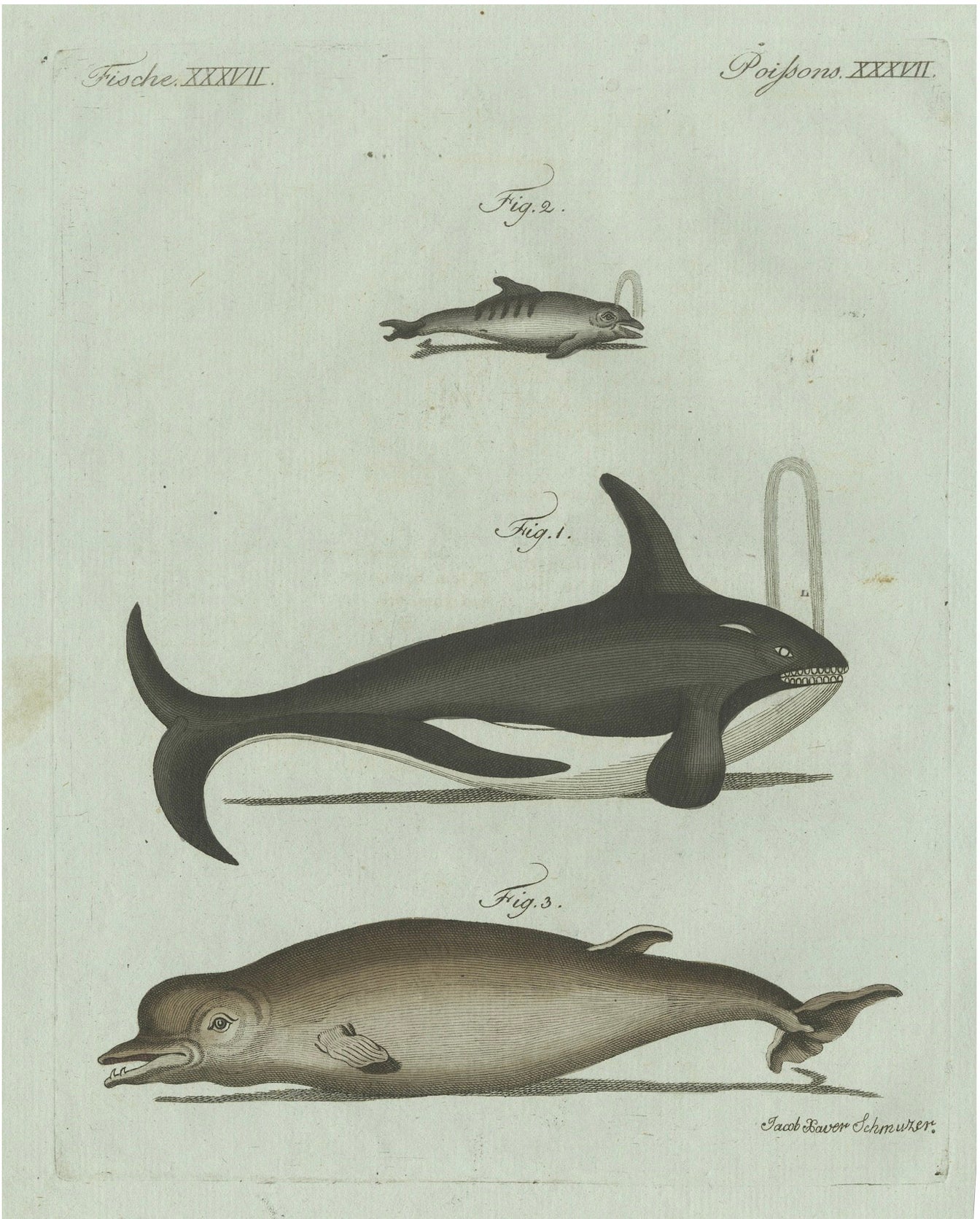 Original Antique Print of Orca, Whale and Dolphin by Bertuch, 1805