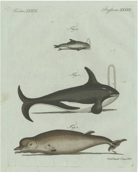 Original Antique Print of Orca, Whale and Dolphin by Bertuch, 1805