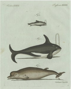 Original Antique Print of Orca, Whale and Dolphin by Bertuch, 1805