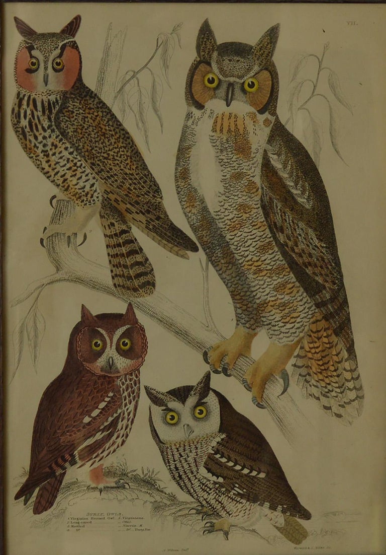 Original Antique Print of Owls, 1835 For Sale at 1stDibs