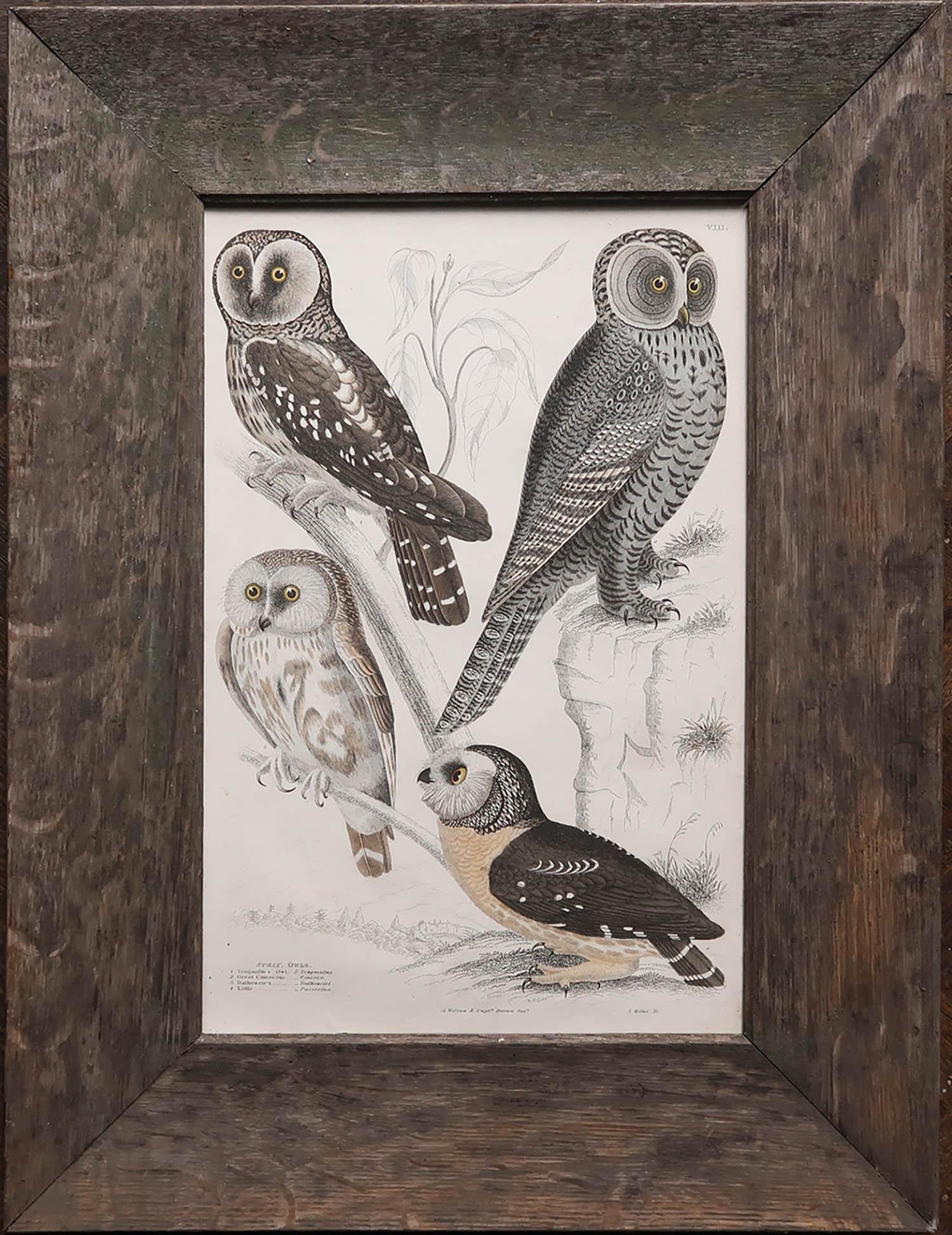 Great image of owls presented in a distressed antique oak frame

Lithograph after Cpt. Brown with original hand color.

Published, circa.1835




.
