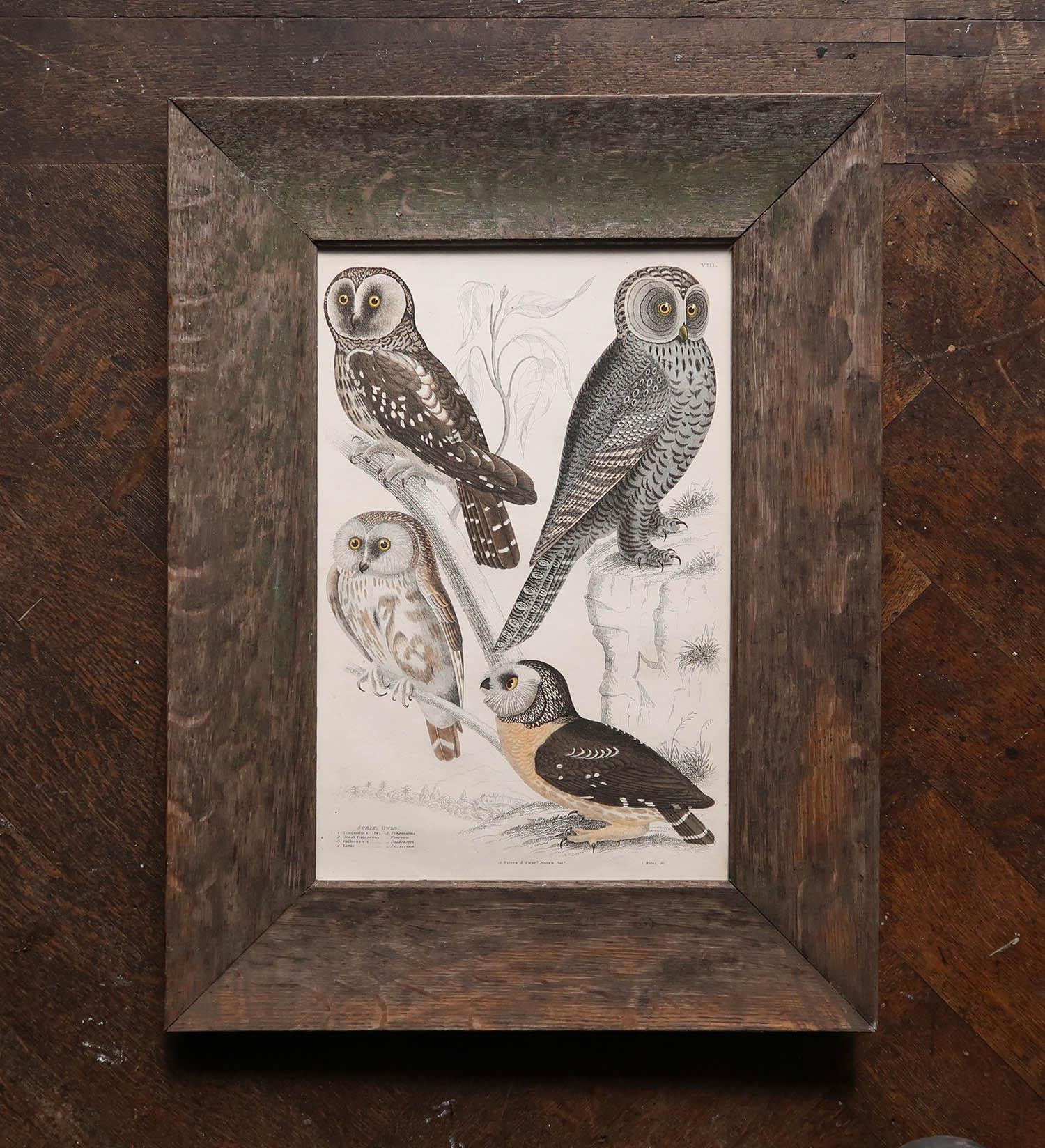 Folk Art Original Antique Print of Owls circa 1835 For Sale