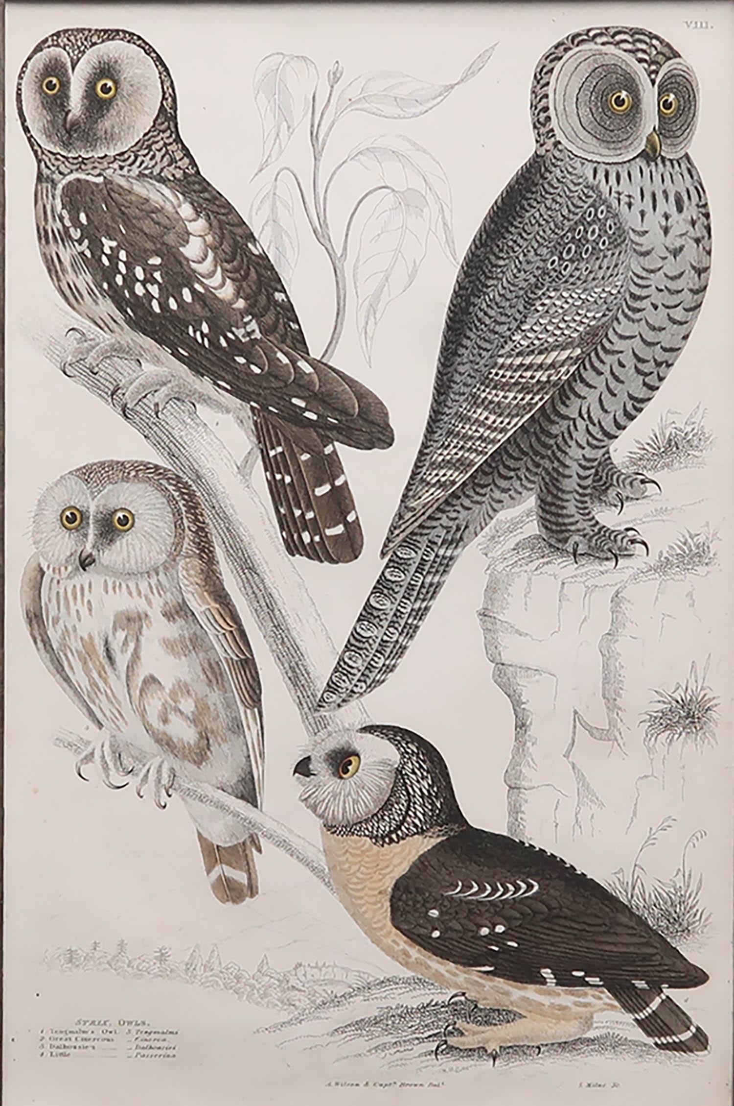 English Original Antique Print of Owls circa 1835 For Sale