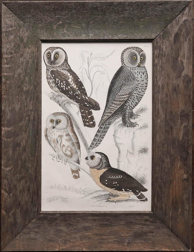 Original Antique Print of Owls. Circa 1835 For Sale at 1stDibs