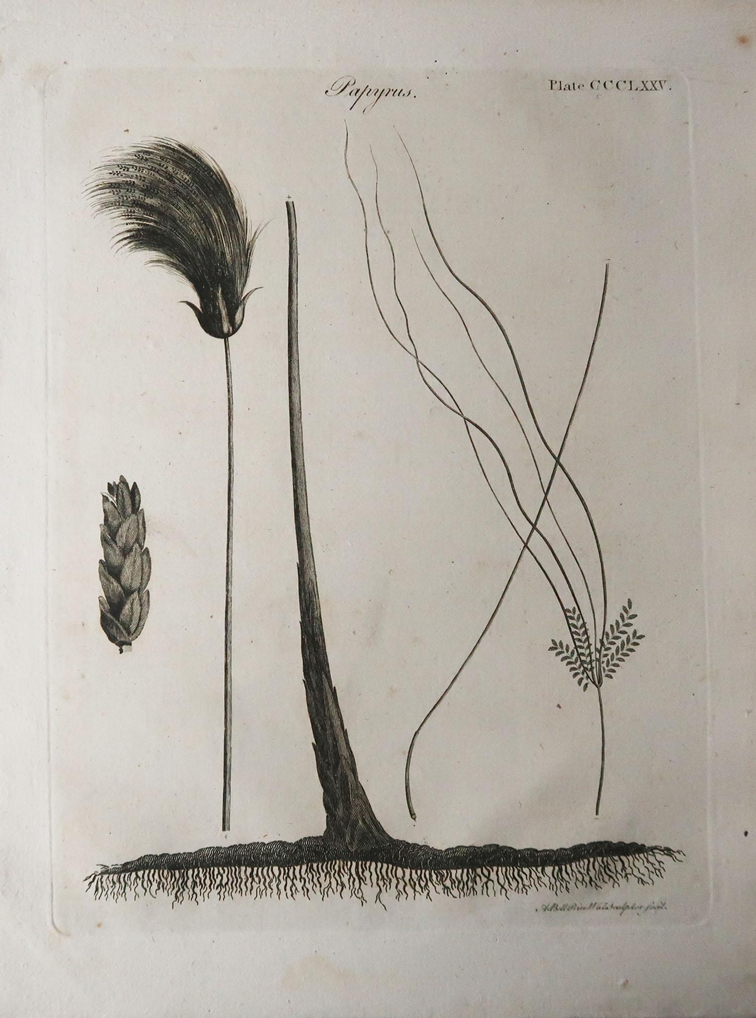 Great image of papyrus grass

Copper-plate engraving

Published C.1790

Unframed.