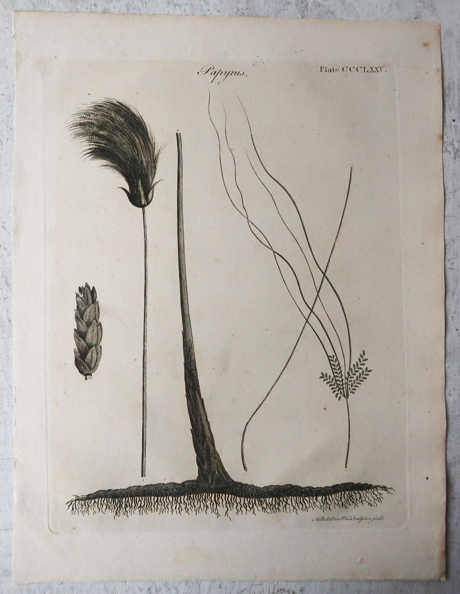 English Original Antique Print of Papyrus Grass, Circa 1790 For Sale