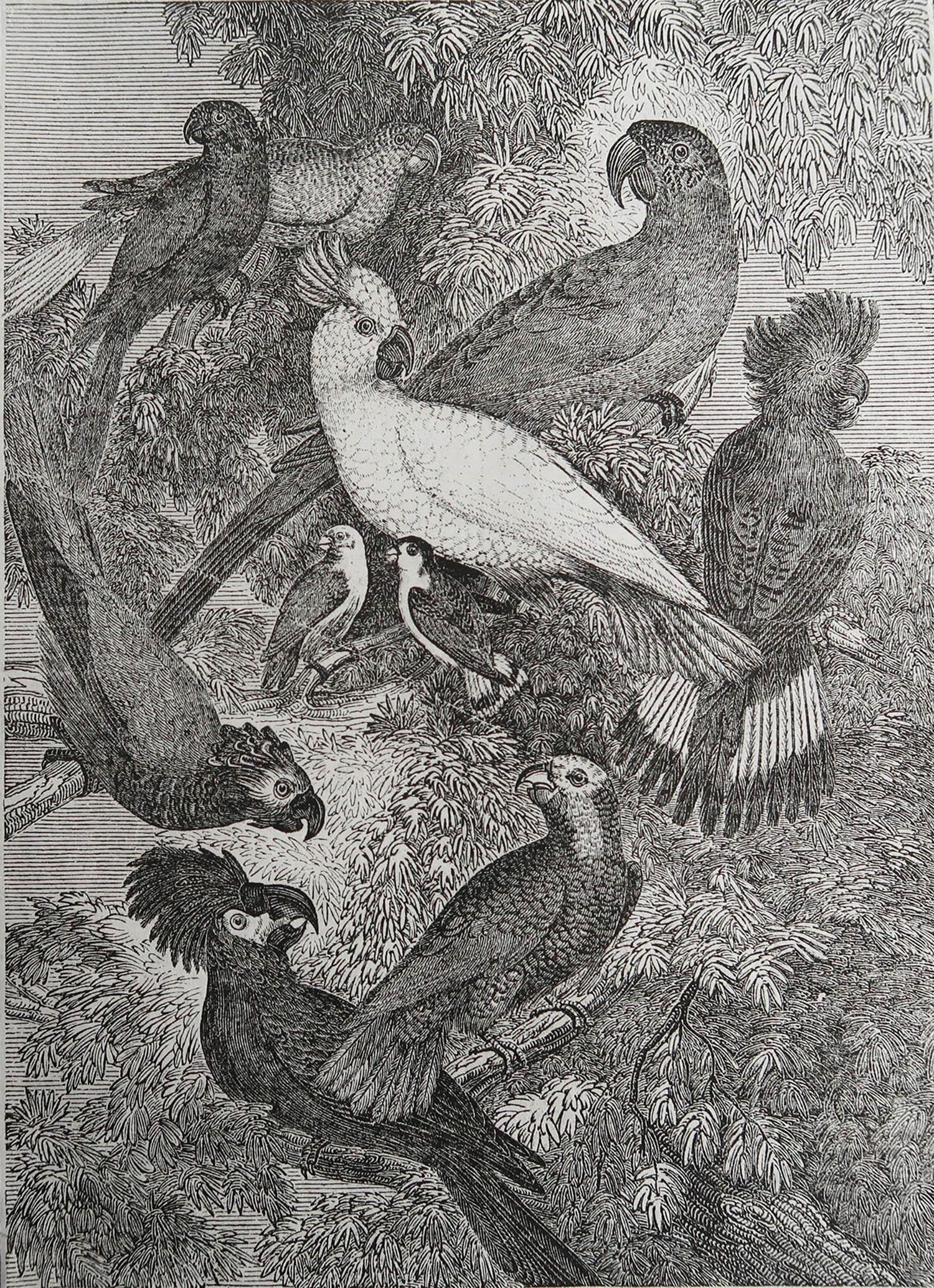 Tolles Bild von Papageien

Holzschnitt-Stich

Text auf der Rückseite

Veröffentlicht 1833.



Kostenloser Versand.




