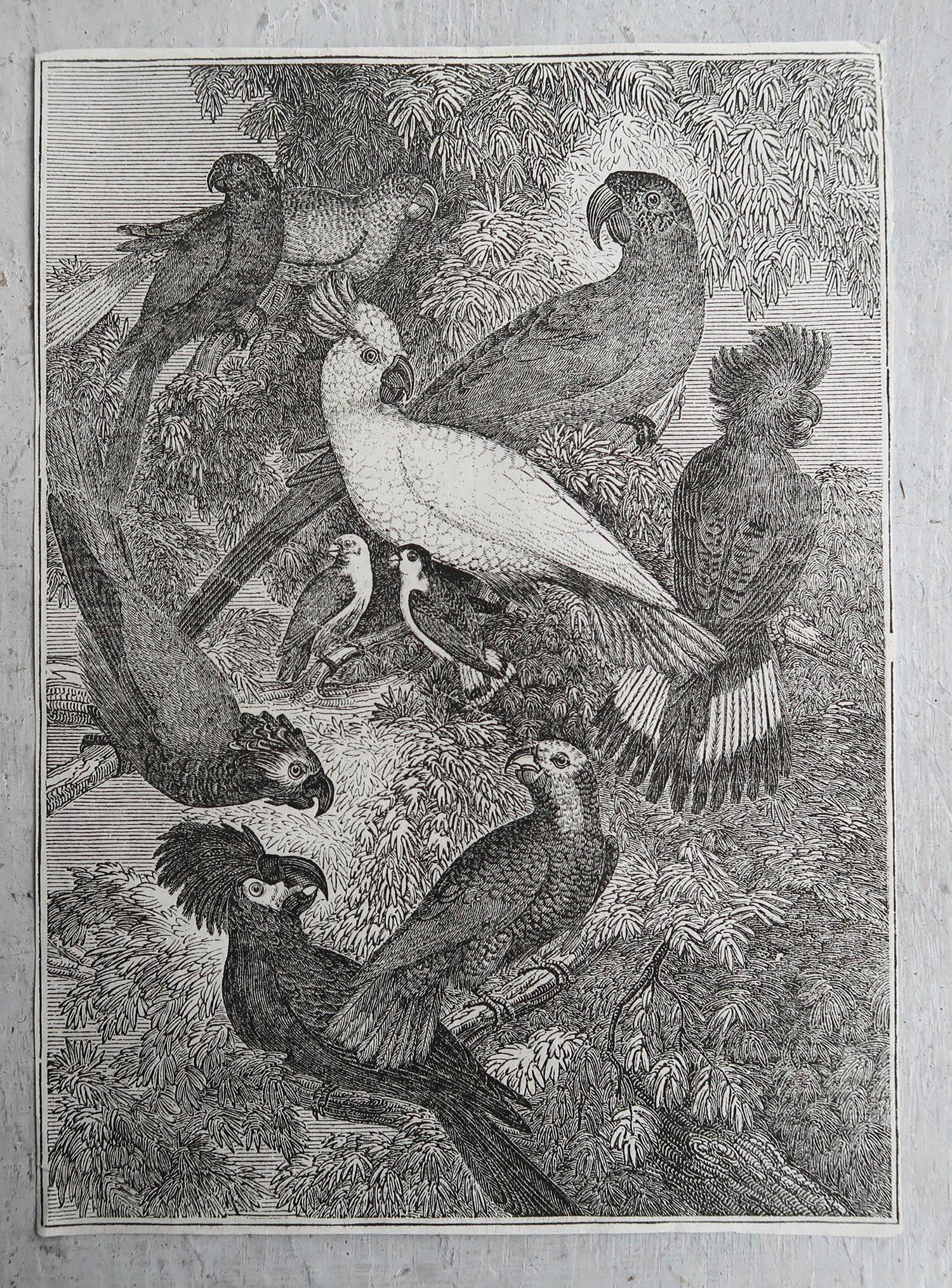 Artisanat Impression ancienne originale de perroquets, 1833 en vente