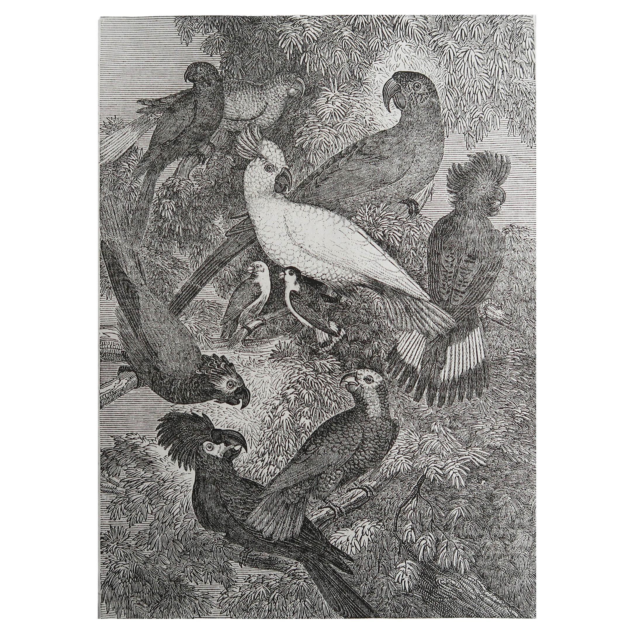 Original Antique Print of Parrots, 1833