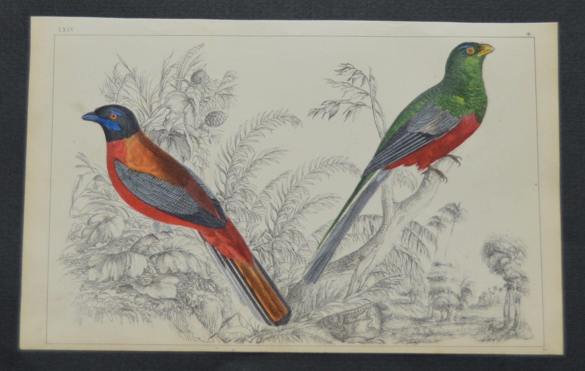 Great image of parrots.

I have listed several loose natural history prints in the same series.

Unframed. It gives you the option of perhaps making a set up using your own choice of frames.

Lithograph after Cpt. Brown with original hand