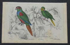 Original Antique Print of Parrots, 1847 'Unframed'