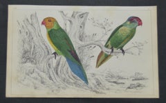 Original Antique Print of Parrots, 1847, 'Unframed'