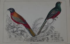 Original Antique Print of Parrots, 1847 'Unframed'