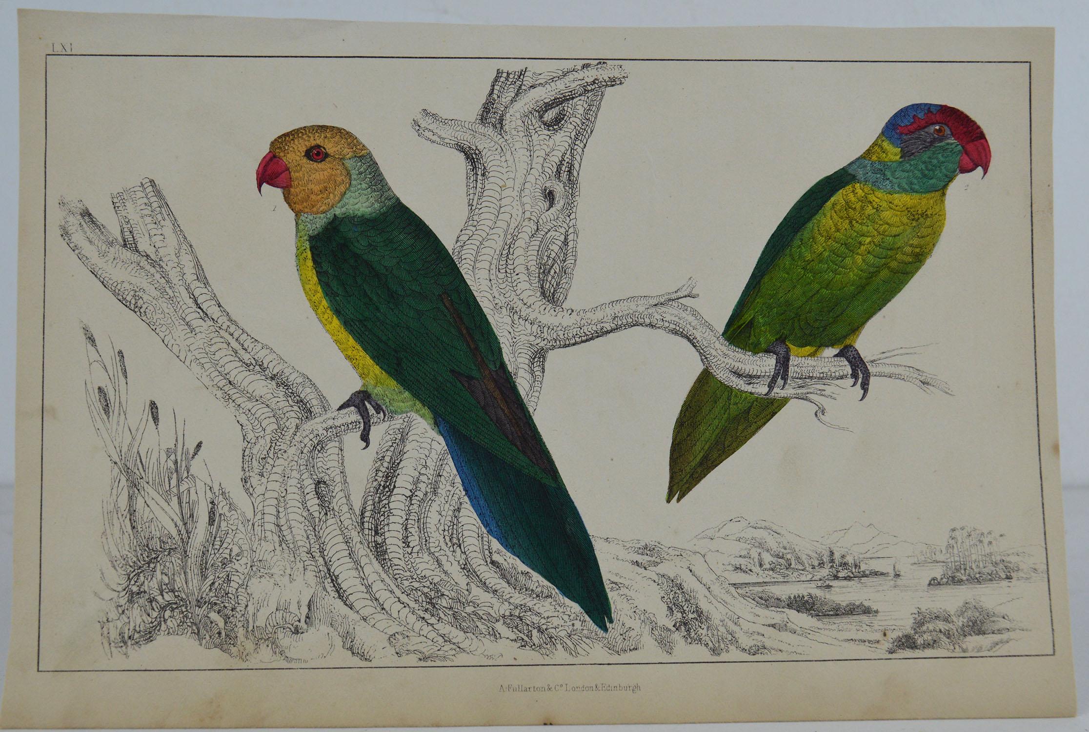 Great image of parrots

Unframed. It gives you the option of perhaps making a set up using your own choice of frames.

Lithograph after Cpt. Brown with original hand color.

Published 1847.

Free shipping.




