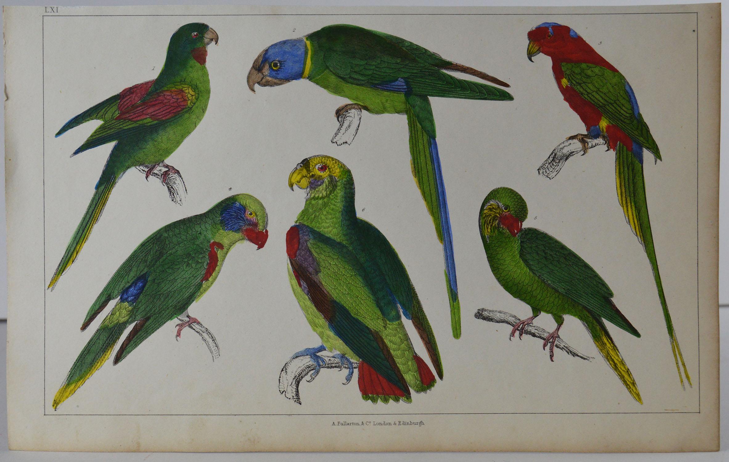 Great image of parrots

Unframed. It gives you the option of perhaps making a set up using your own choice of frames.

Lithograph after Cpt. Brown with original hand color.

Published 1847.

Free shipping.


   

  