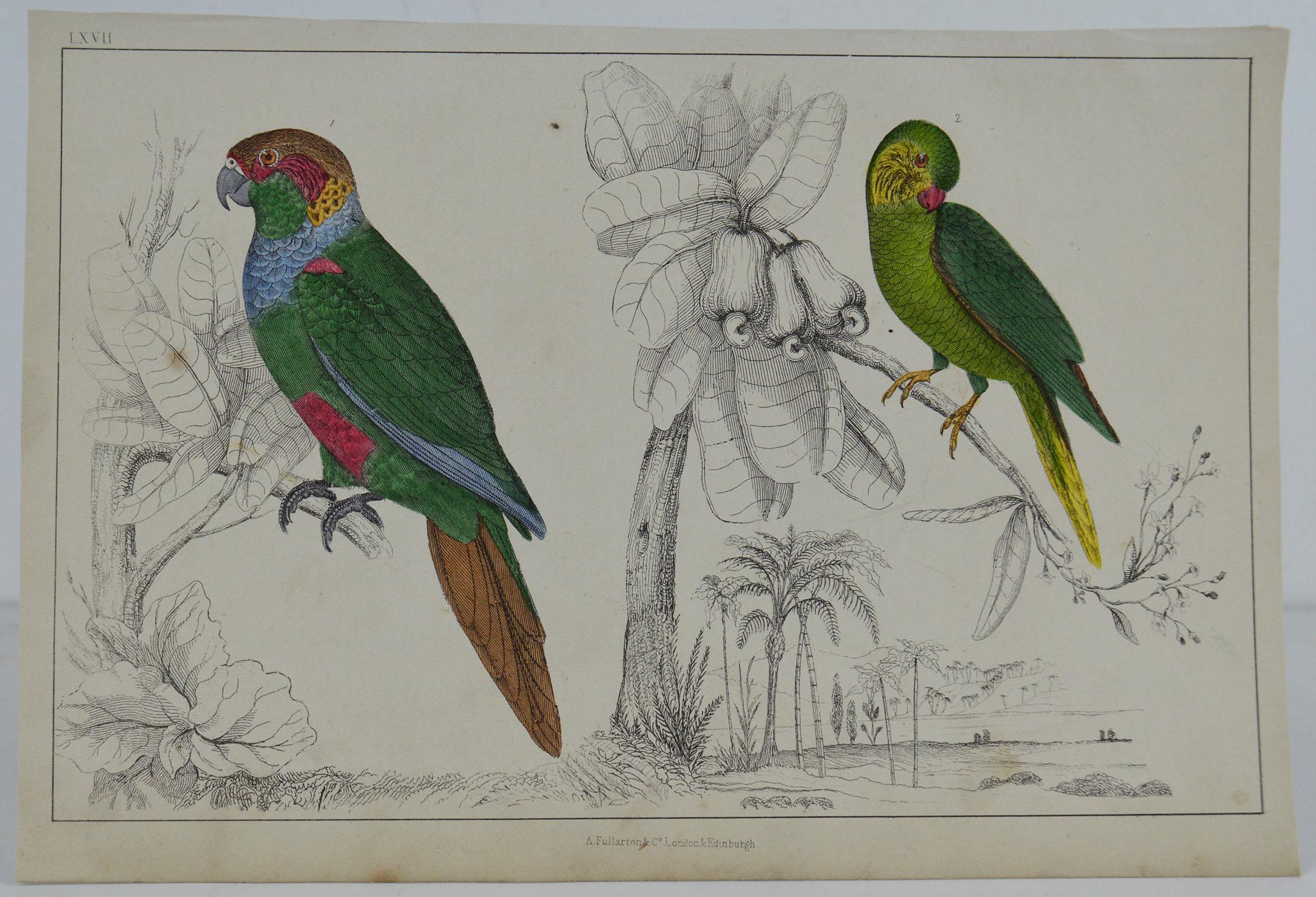 Great image of parrots

Unframed. It gives you the option of perhaps making a set up using your own choice of frames.

Lithograph after Cpt. Brown with original hand color.

Published 1847.

Free shipping.




 