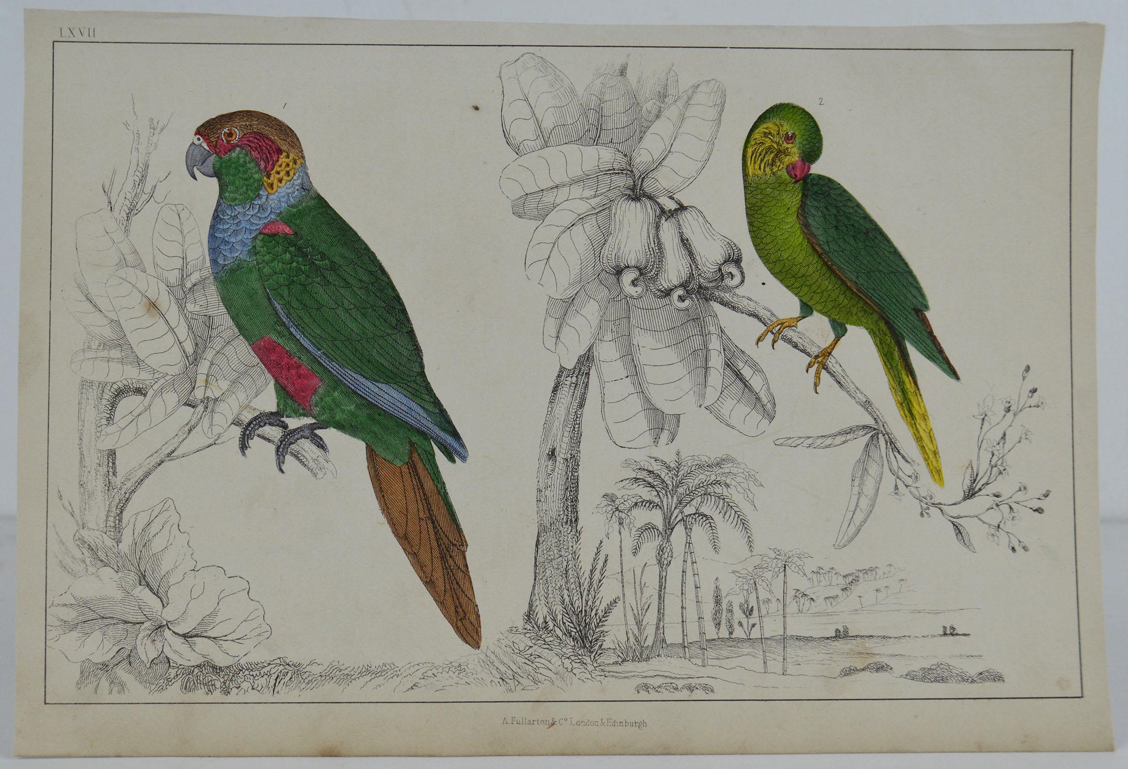 Great image of parrots

Unframed. It gives you the option of perhaps making a set up using your own choice of frames.

Lithograph after Cpt. Brown with original hand color.

Published 1847.

Free shipping.




  