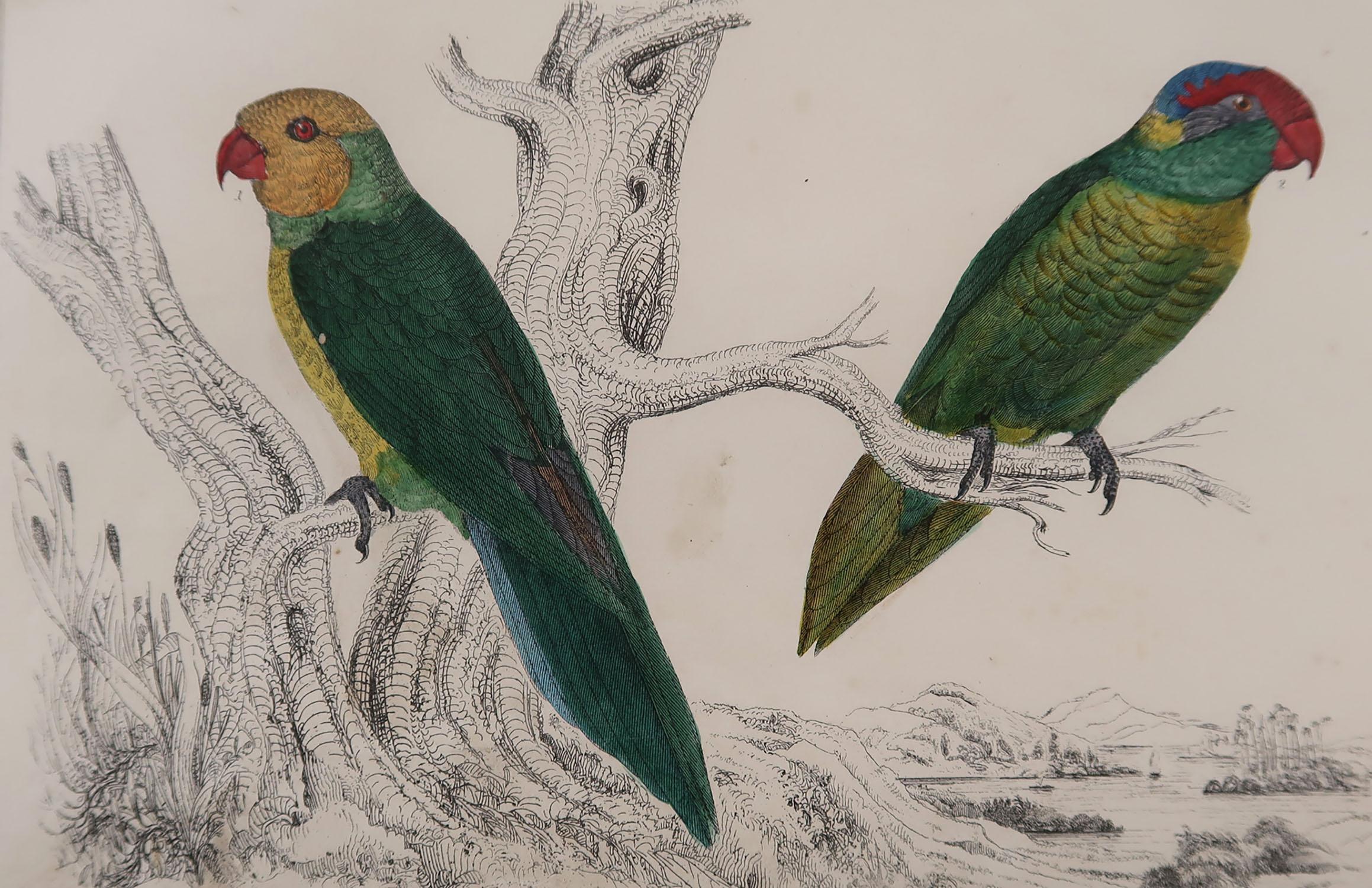 Great image of parrots

Unframed. It gives you the option of perhaps making a set up using your own choice of frames.

Lithograph after Cpt. Brown with original hand color.

Published, 1847.

Free shipping.




   