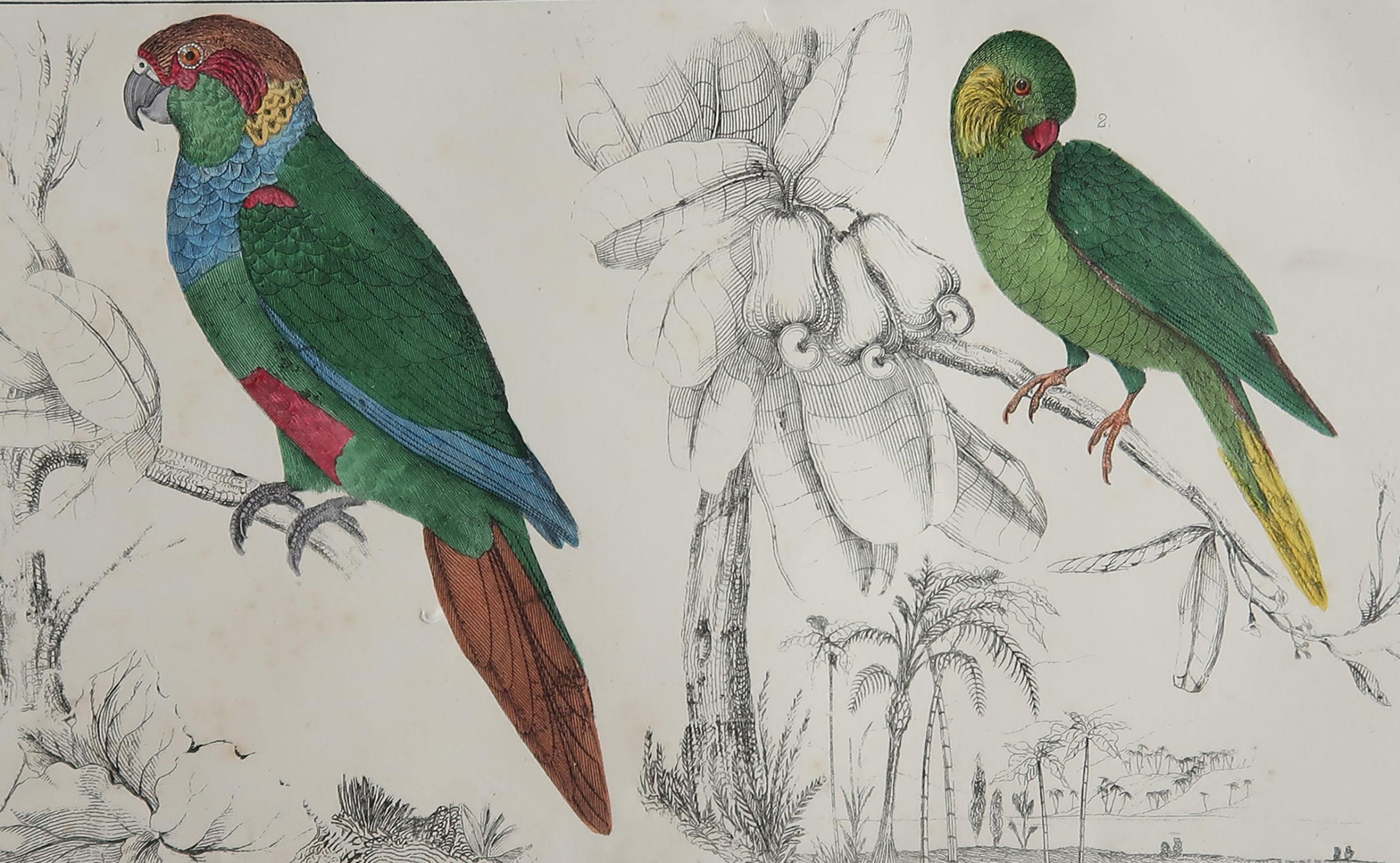 Great image of parrots

Unframed. It gives you the option of perhaps making a set up using your own choice of frames.

Lithograph after Cpt. brown with original hand color.

Published, 1847.

Free shipping.




 