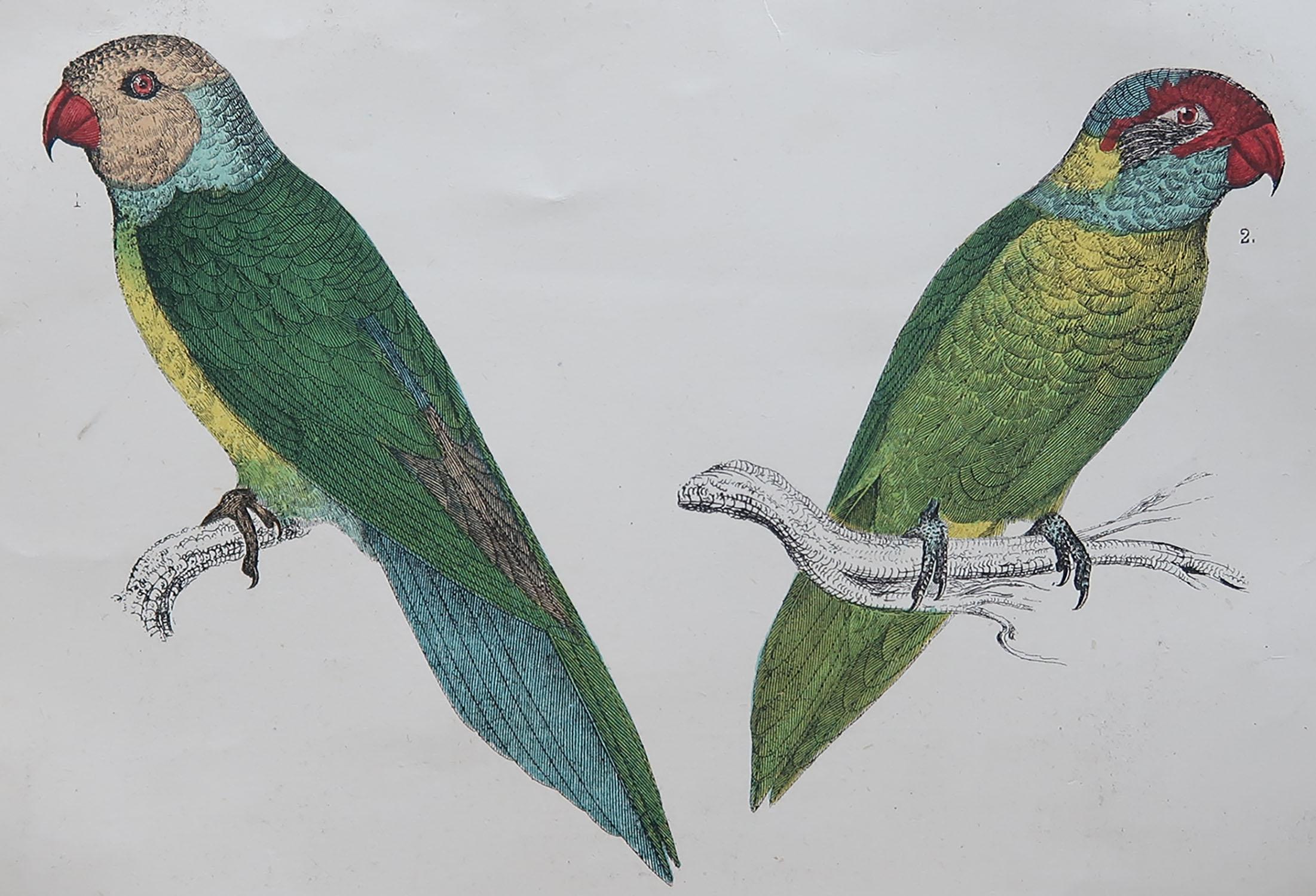 Great image of parrots

Unframed. It gives you the option of perhaps making a set up using your own choice of frames.

Lithograph after Cpt. Brown with original hand color.

Published, 1847.

Free shipping.




