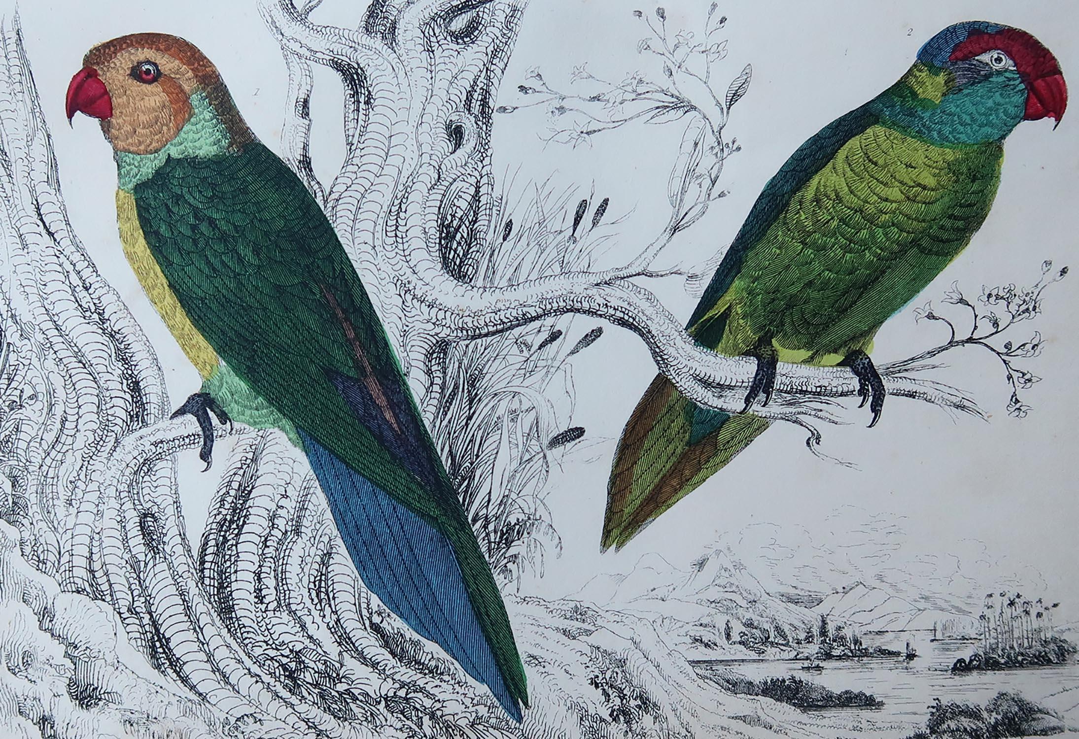 Great image of parrots

Unframed. It gives you the option of perhaps making a set up using your own choice of frames.

Lithograph after Cpt. Brown with original hand color.

Published, 1847.

Free shipping.




