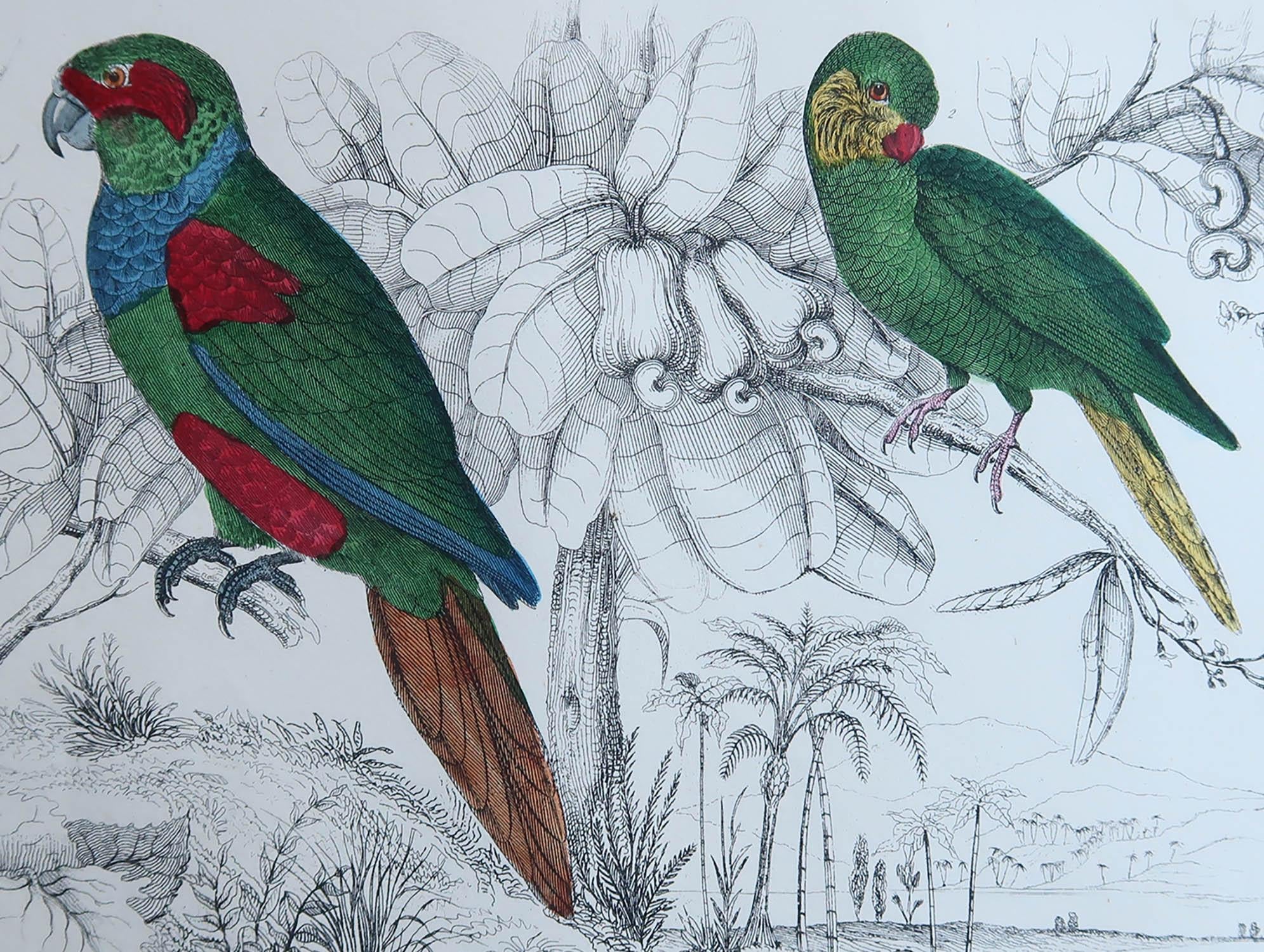 Great image of parrots.

Unframed. It gives you the option of perhaps making a set up using your own choice of frames.

Lithograph after Cpt. brown with original hand color.

Published, 1847.

Free shipping.




