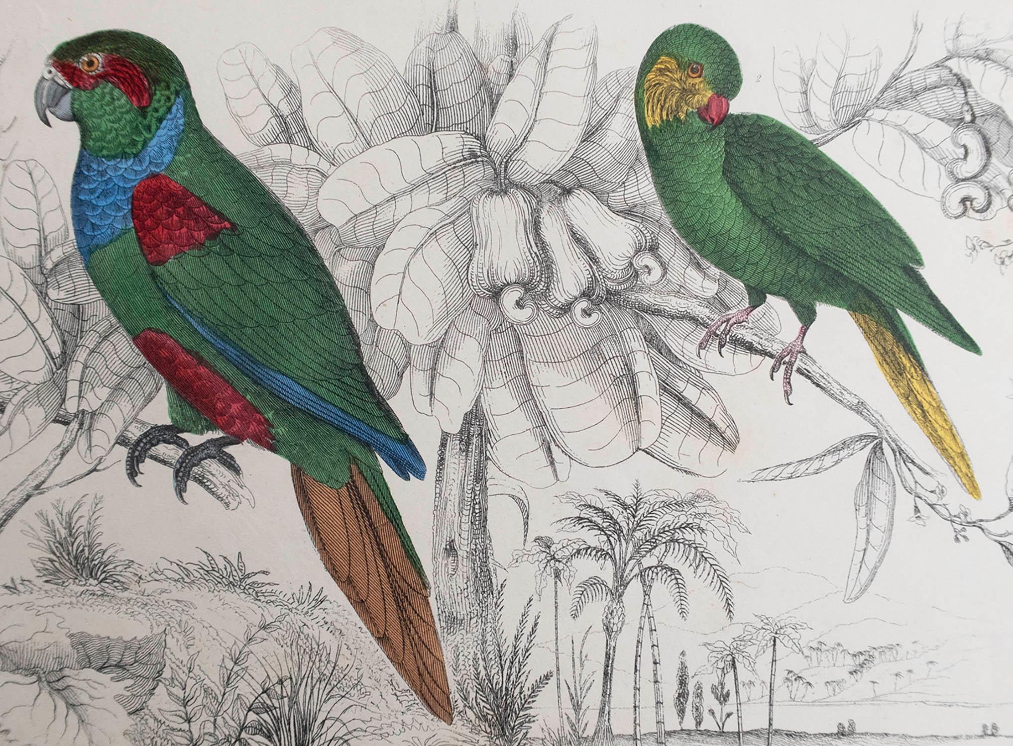 Great image of parrots.

Unframed. It gives you the option of perhaps making a set up using your own choice of frames.

Lithograph after Cpt. brown with original hand color.

Published, 1847.

Free shipping.




