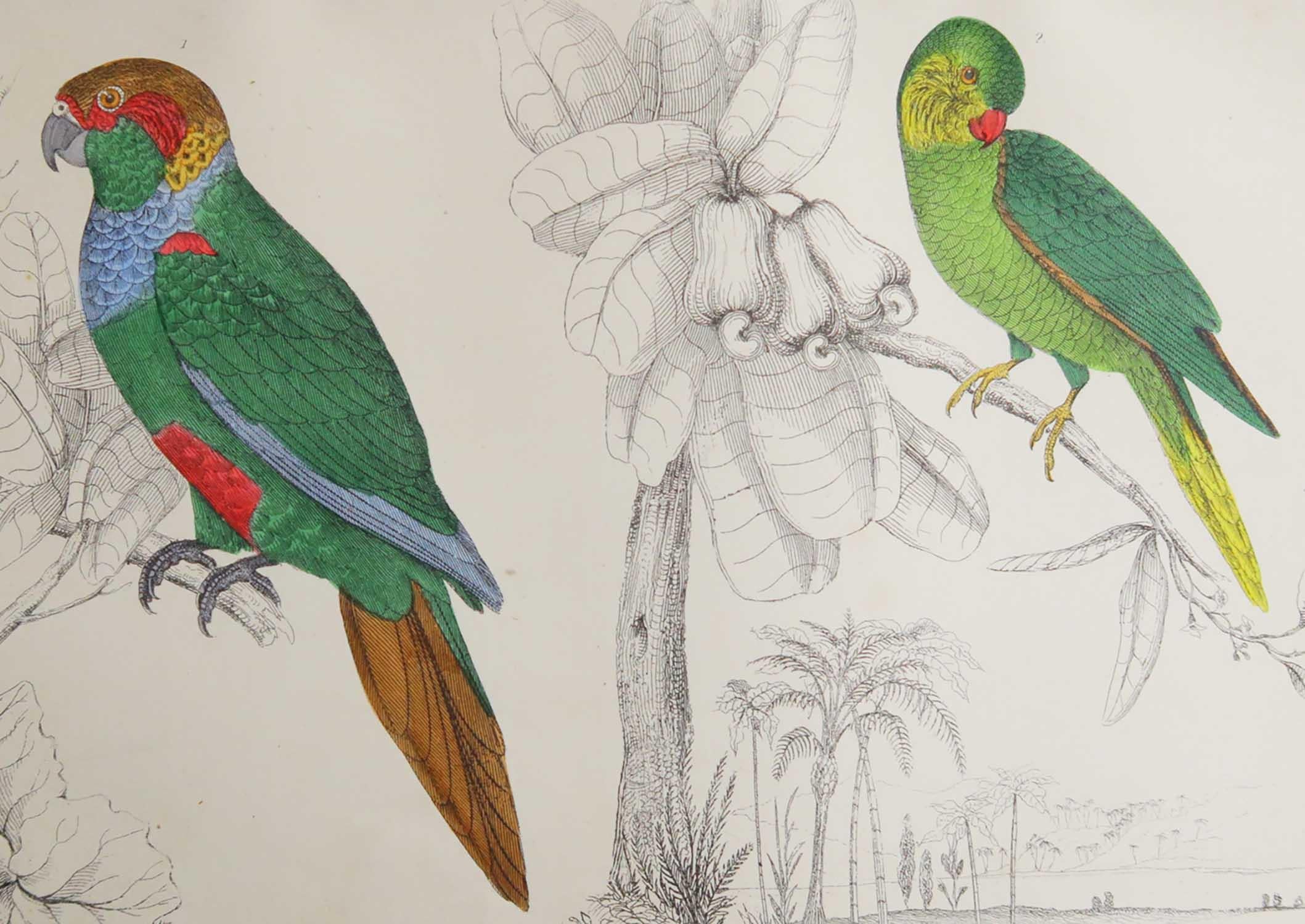 Tolles Bild von Papageien.

Ungerahmt. So haben Sie die Möglichkeit, Ihre eigene Auswahl an Rahmen zu treffen.

Lithographie nach Cpt. Braun mit Original-Handkolorit.

Veröffentlicht, 1847.

Kostenloser Versand.




