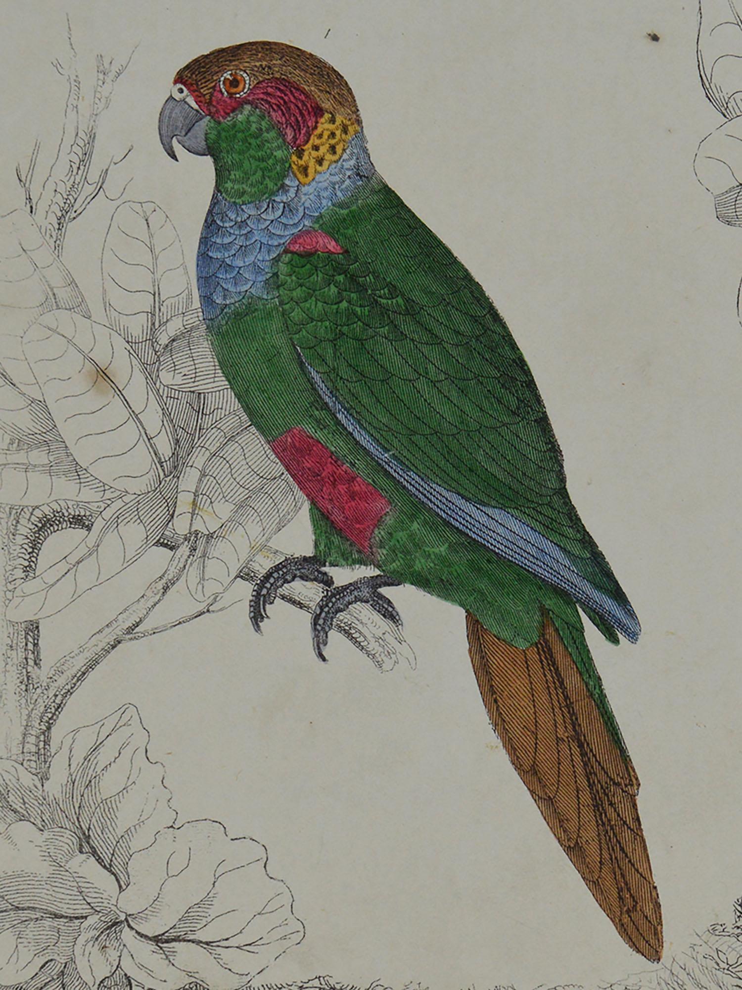 Folk Art Original Antique Print of Parrots, 1847 'Unframed'