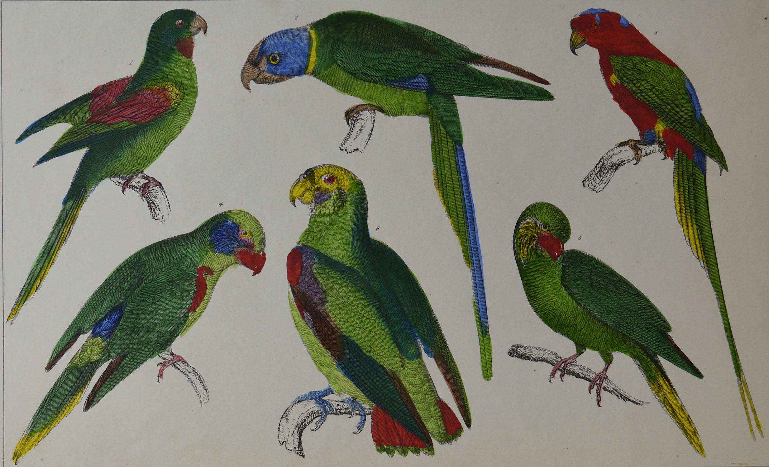 Folk Art Original Antique Print of Parrots, 1847 'Unframed'