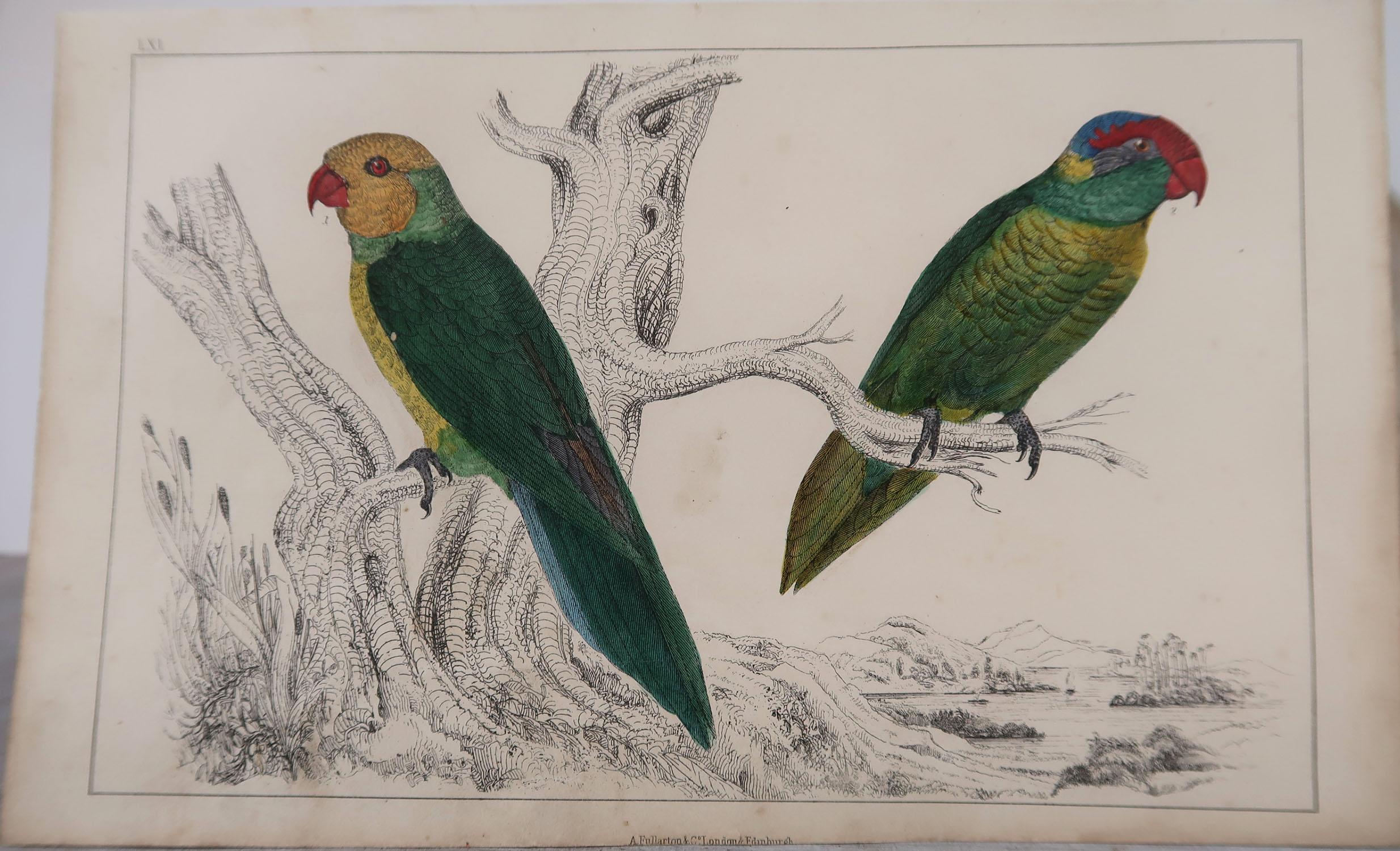 Folk Art Original Antique Print of Parrots, 1847 'Unframed'