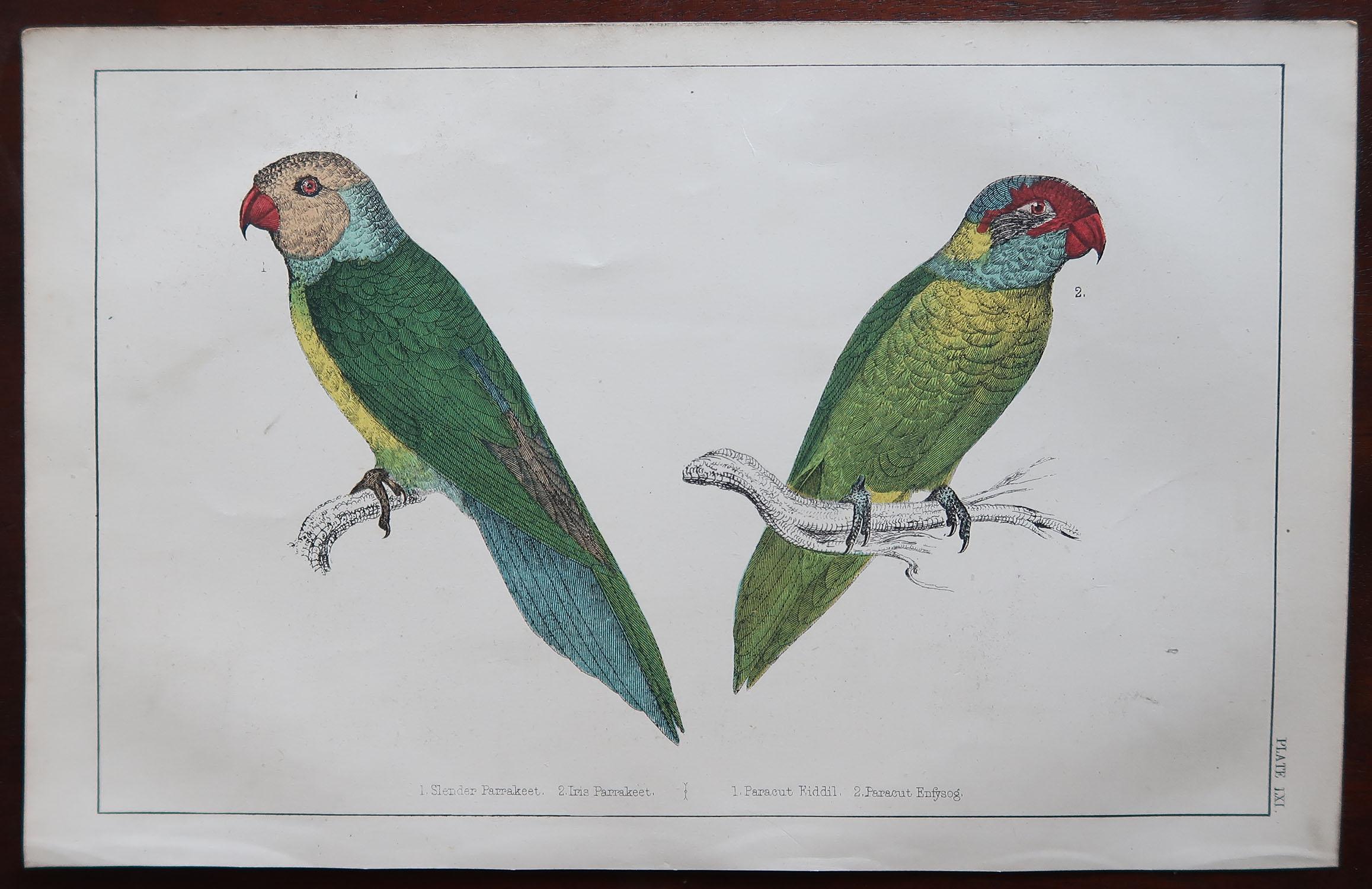 Folk Art Original Antique Print of Parrots, 1847 'Unframed'