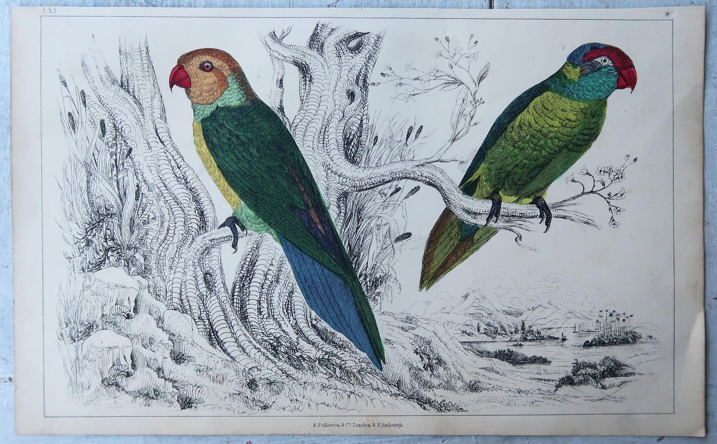 Folk Art Original Antique Print of Parrots, 1847, 'Unframed'