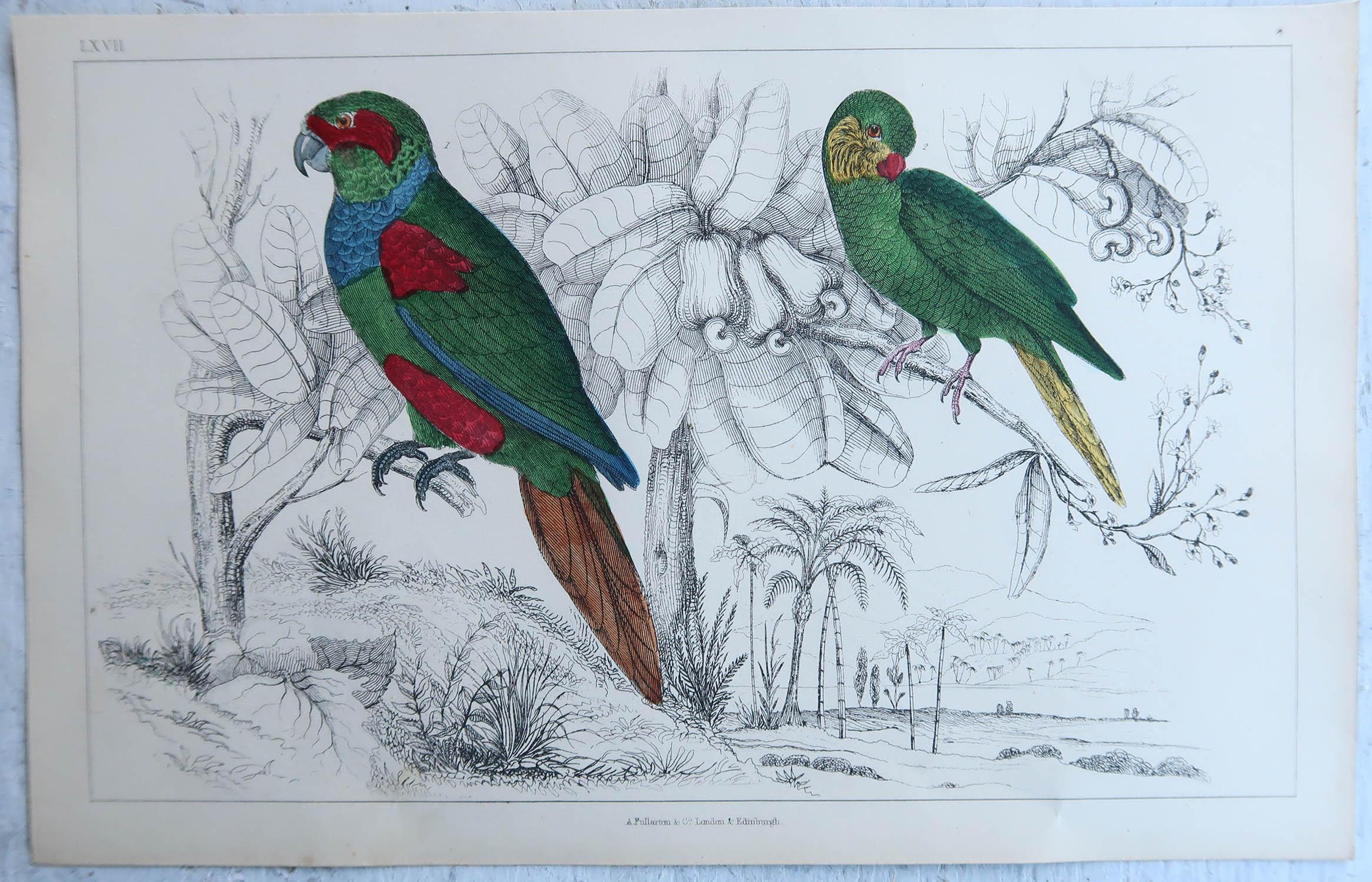 Original Antiker Druck von Papageien, 1847, ungerahmt (Volkskunst)