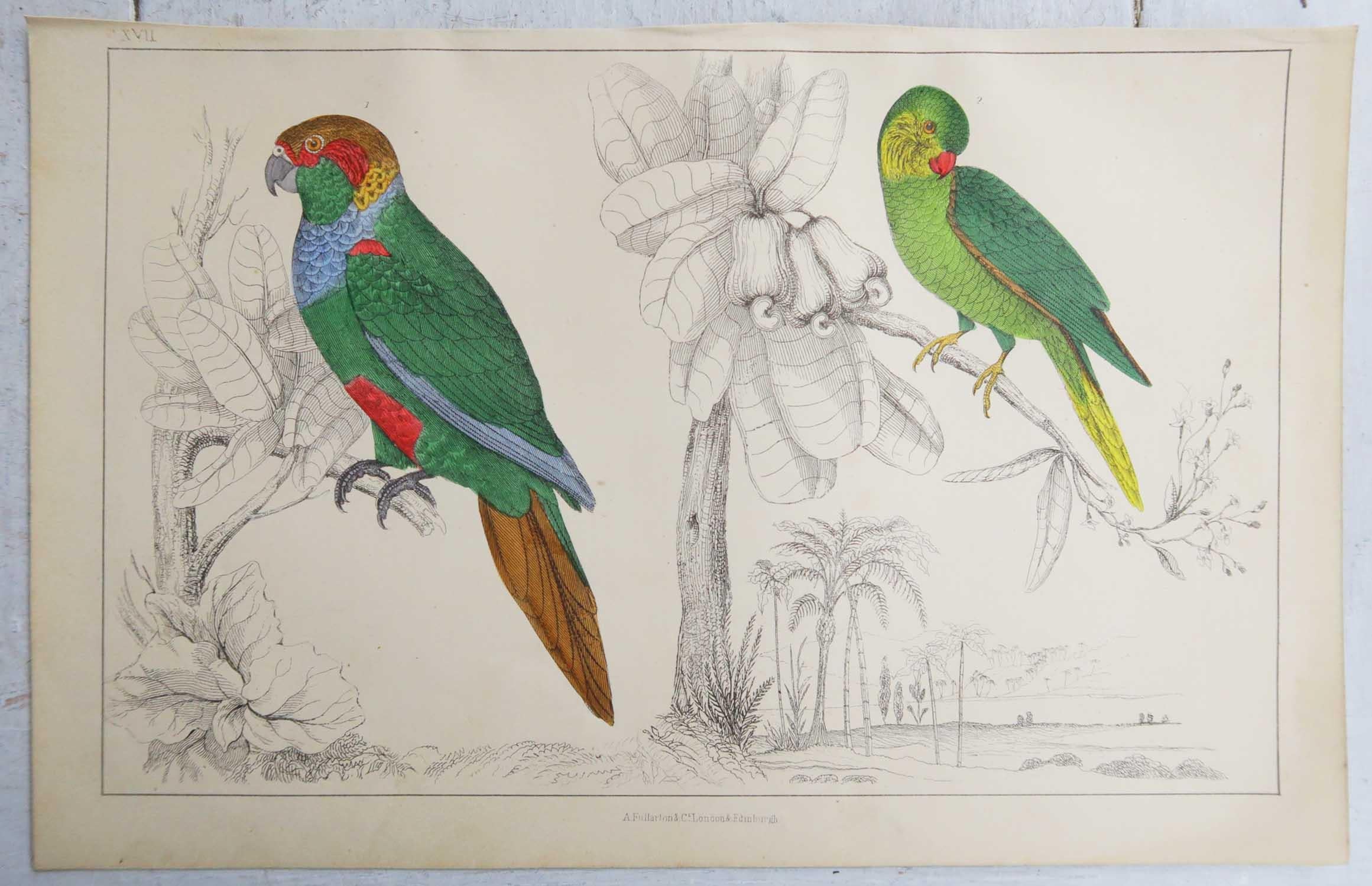 Original Antiker Druck von Papageien, 1847, ungerahmt (Volkskunst)