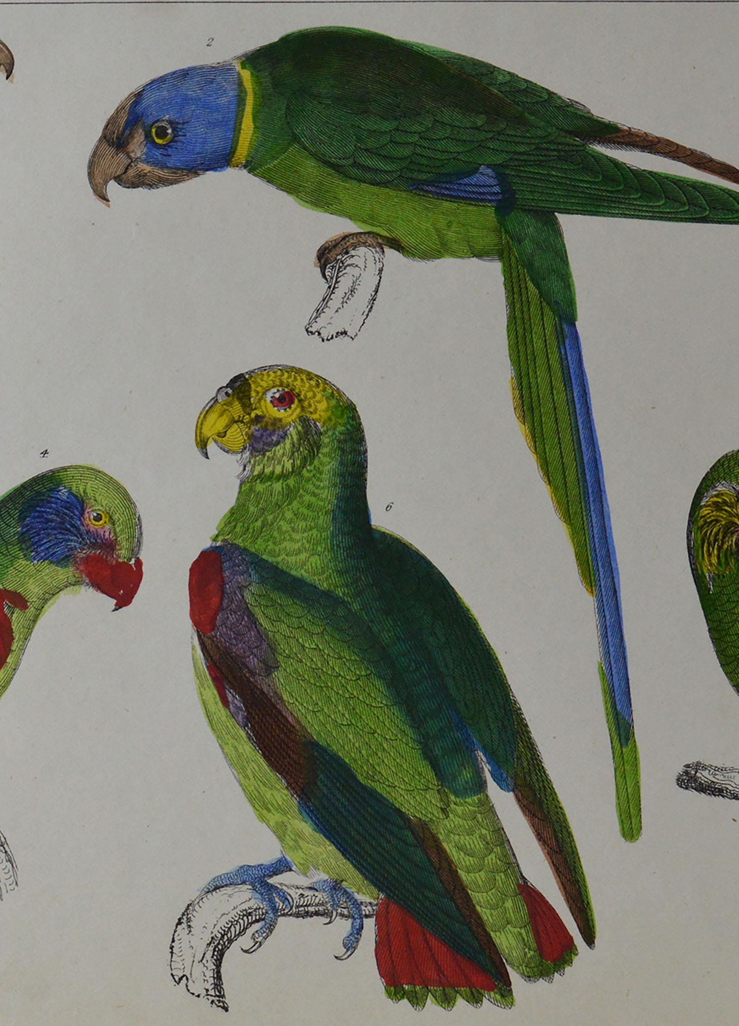 English Original Antique Print of Parrots, 1847 'Unframed'