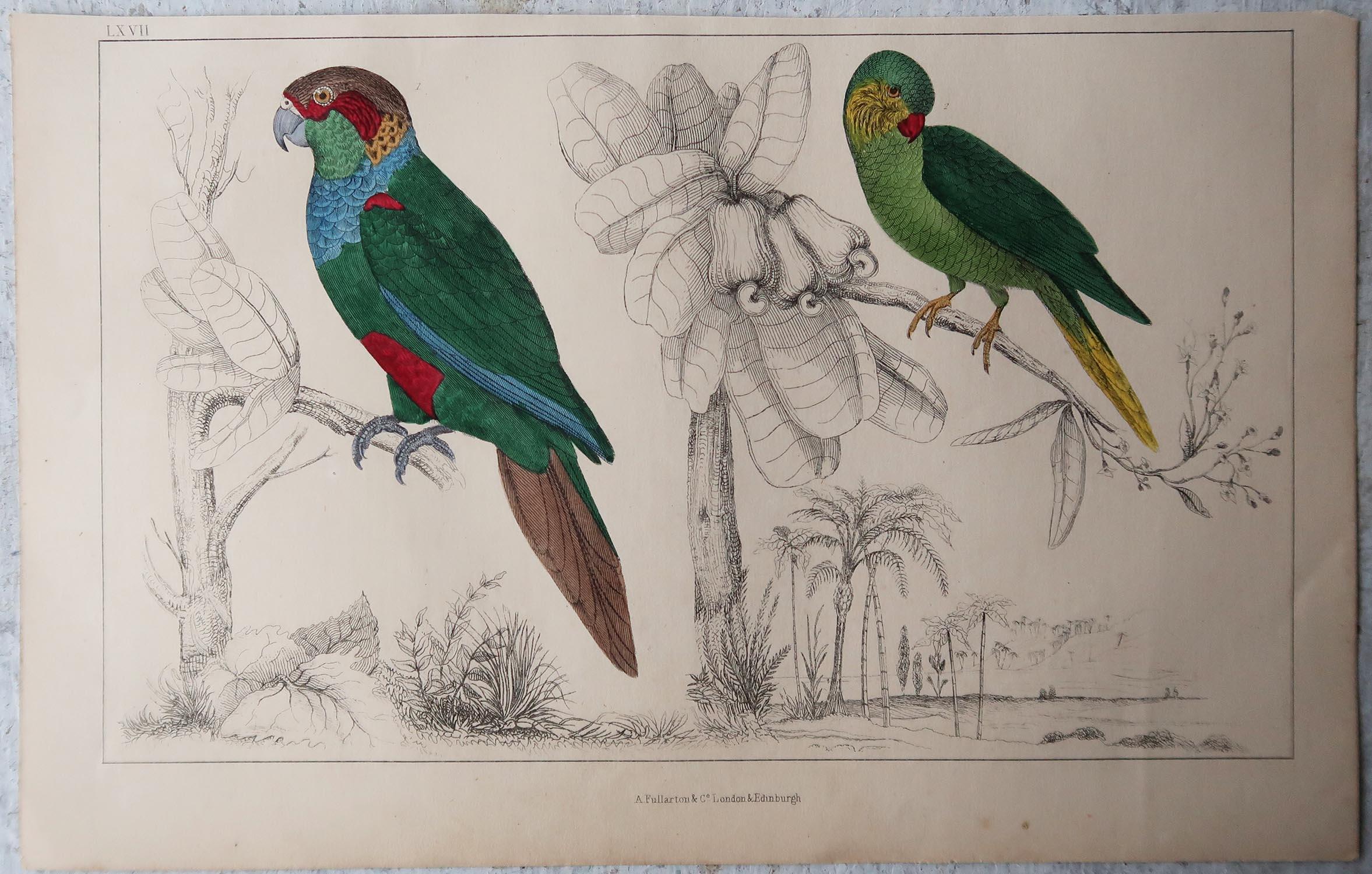 English Original Antique Print of Parrots, 1847 'Unframed'