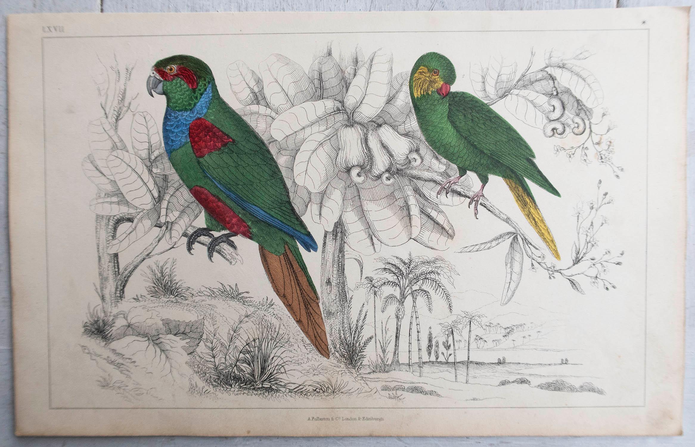 English Original Antique Print of Parrots, 1847 'Unframed' For Sale