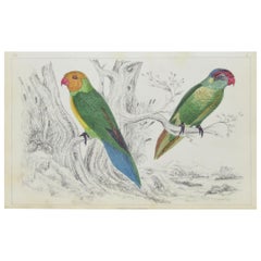 Original Antique Print of Parrots, 1847, 'Unframed'