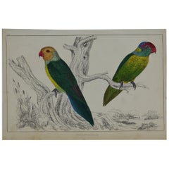 Original Antique Print of Parrots, 1847 'Unframed'