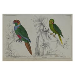 Original Antique Print of Parrots, 1847 'Unframed'